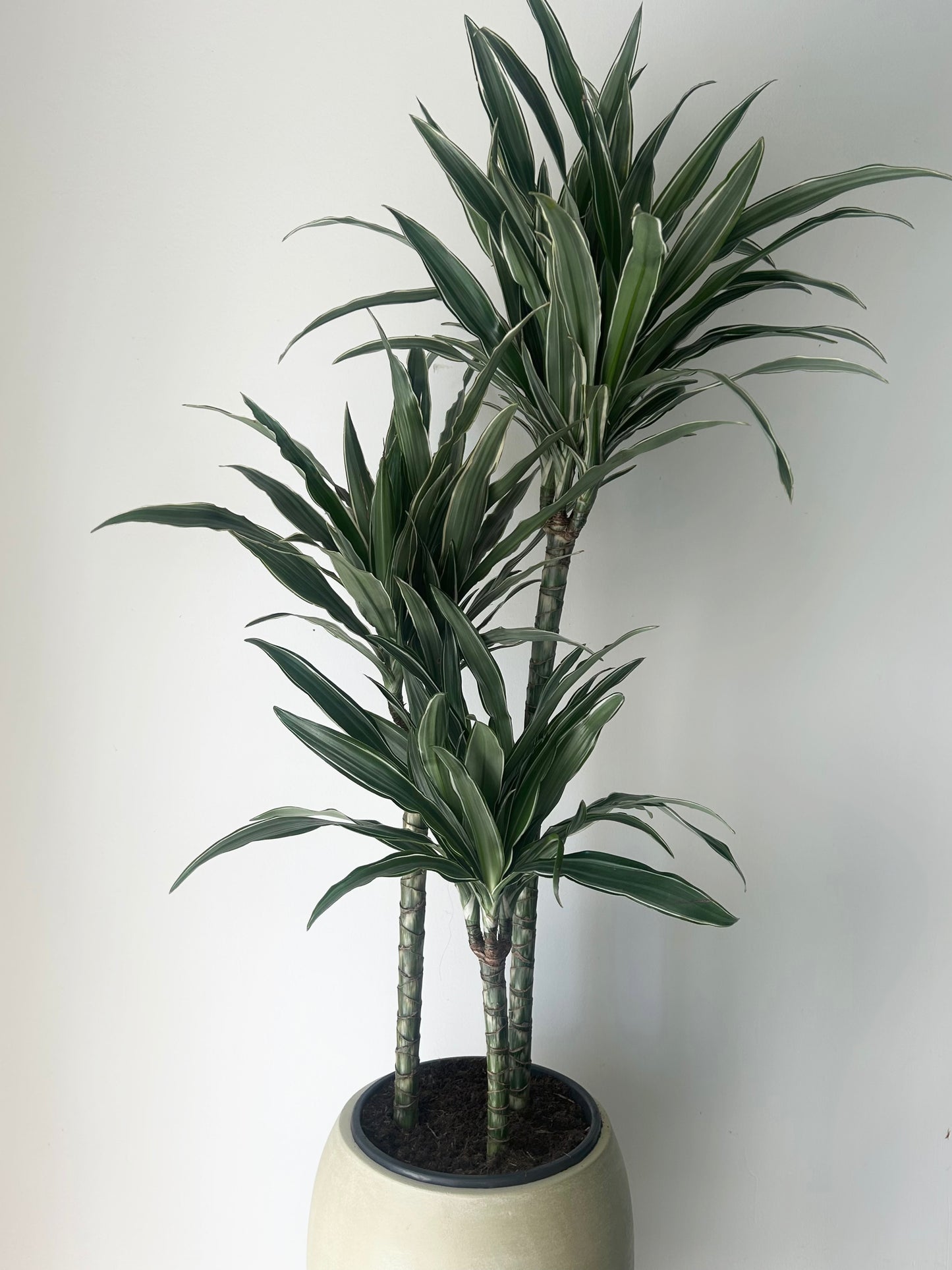 Dracaena warneckii Cane approximately 3ft tall in 8”pot