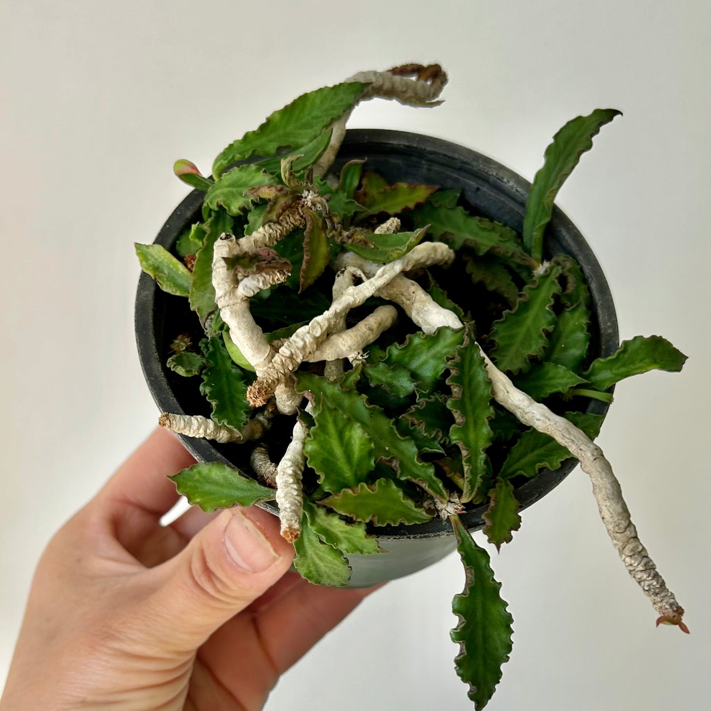 Euphorbia decaryi 3.5”pot