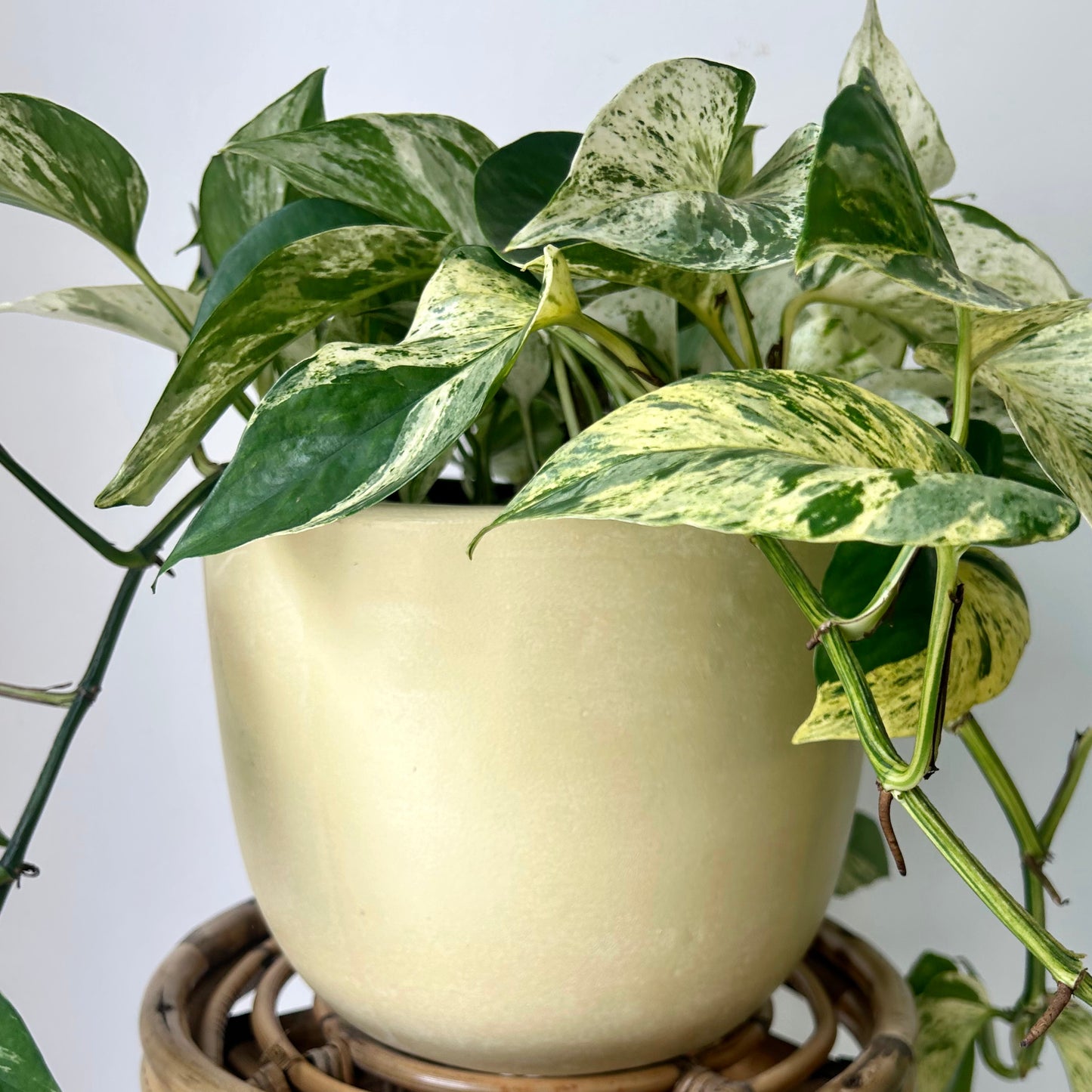 SIMCOE Bell-Shaped Planter BUTTERCREAM YELLOW