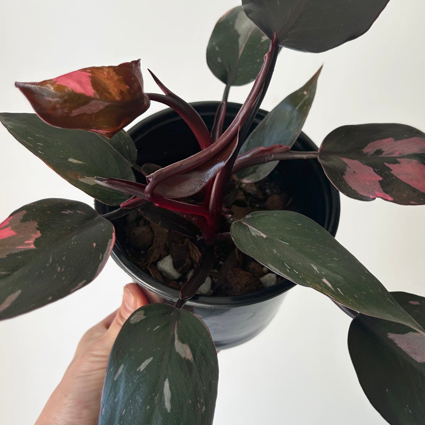 Philodendron “Pink Princess” 5” pot