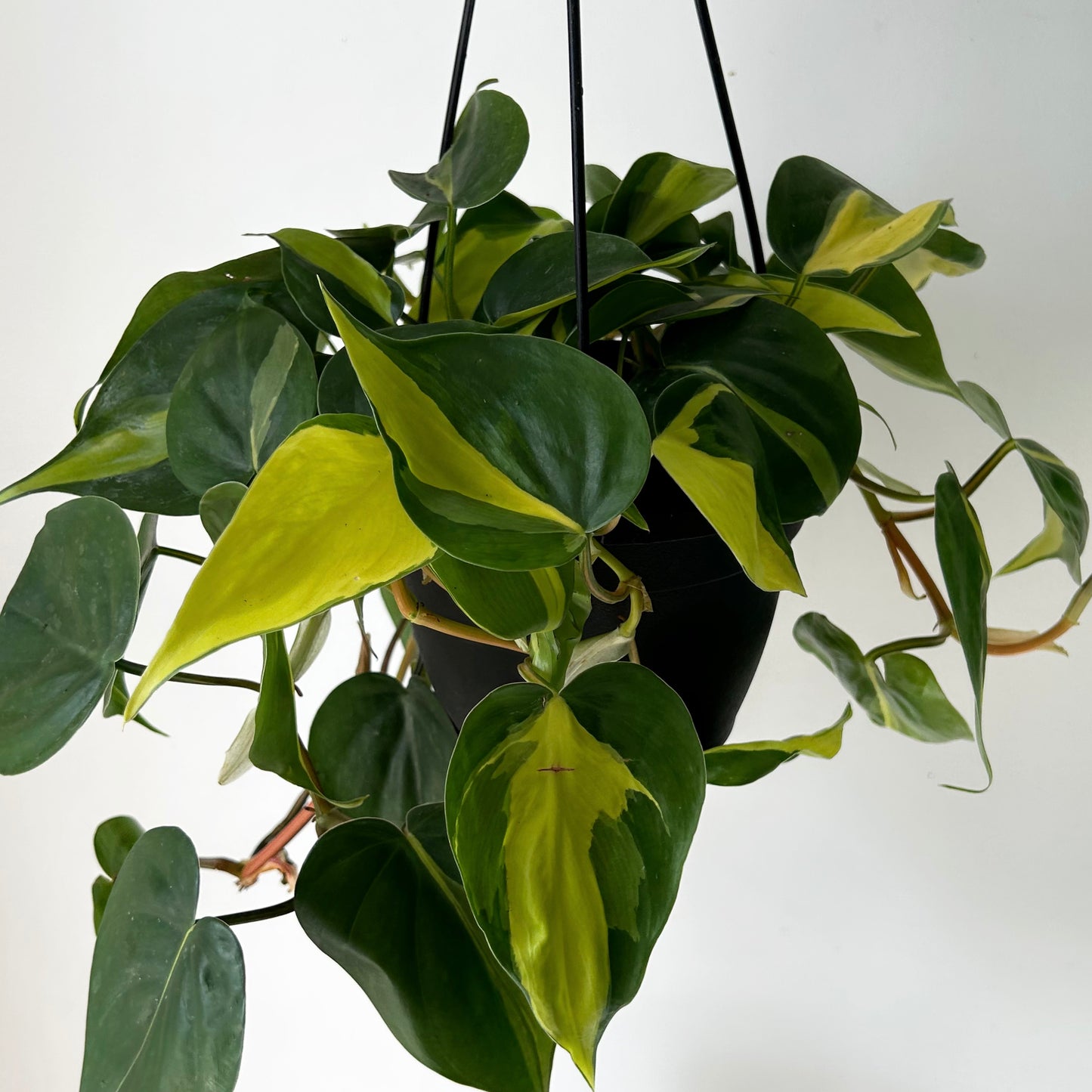 Philodendron Heartleaf “Brazil” 6”hanging basket