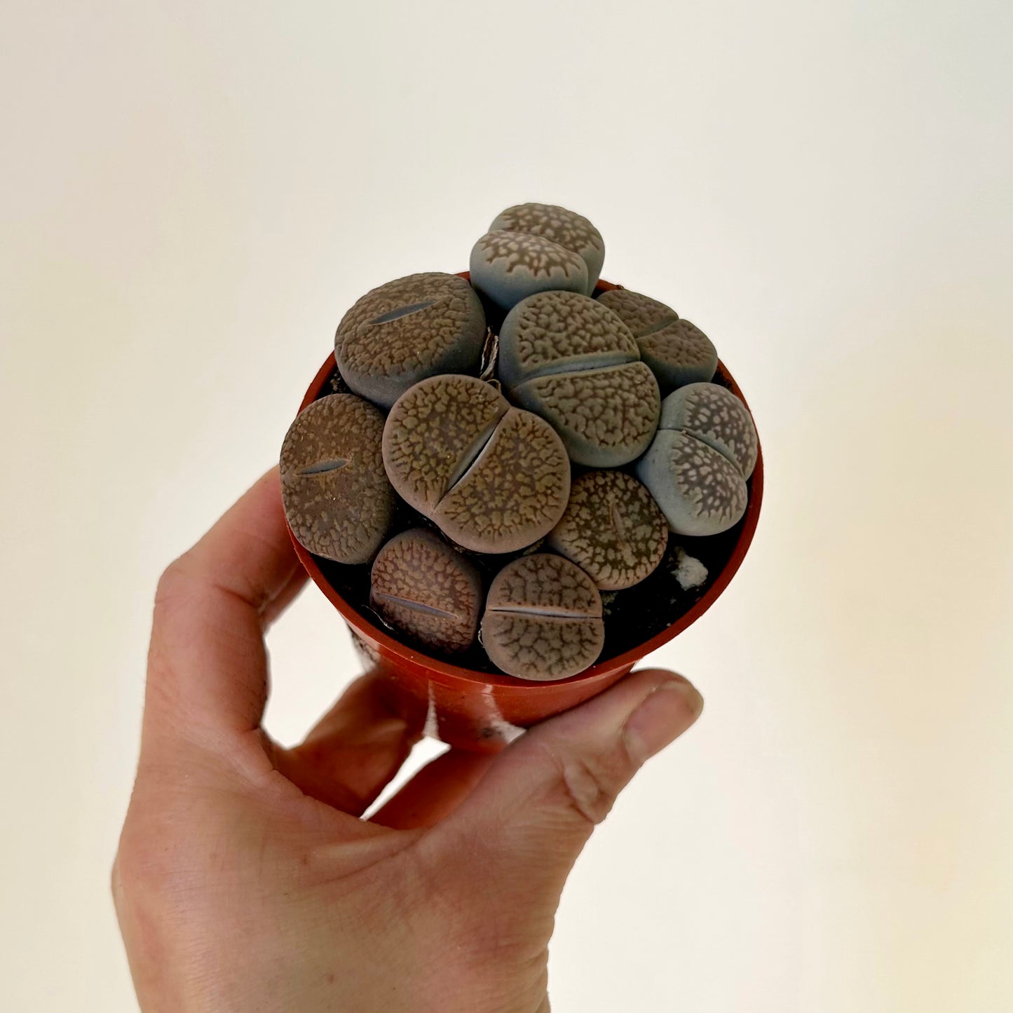 Living Stone Succulent (Lithops) 3" pot