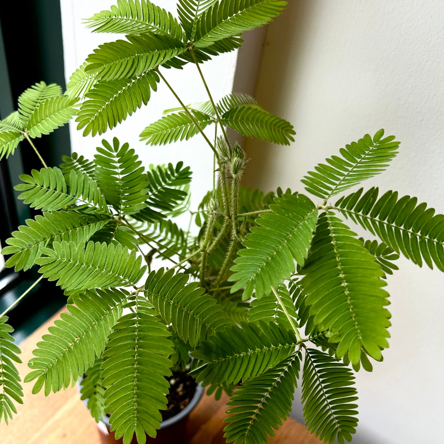 Sensitive Plant (Mimosa Pudica) 4" pot