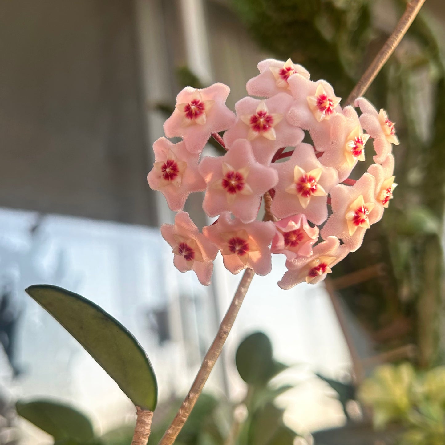 Hoya carnosa 4” pot
