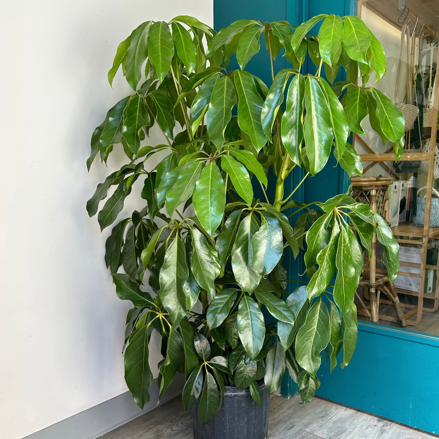 Schefflera Amate Umbrella Tree (approximately 5ft tall) 10” pot