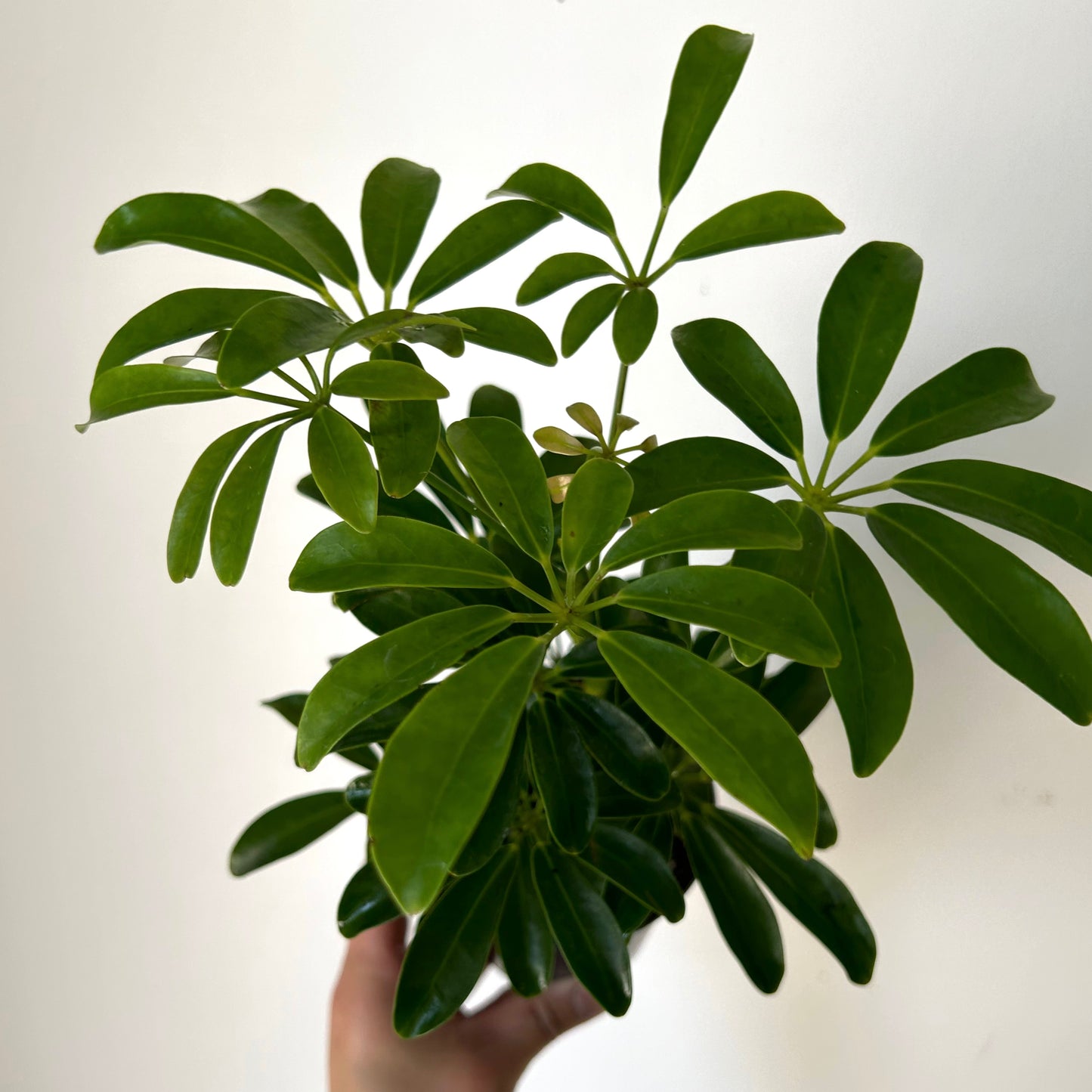 Dwarf Umbrella Tree (Schefflera arboricola) 3.5”pot