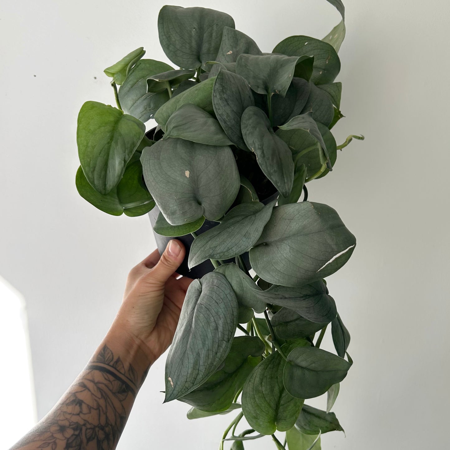 Scindapsus “Platinum” 6”pot