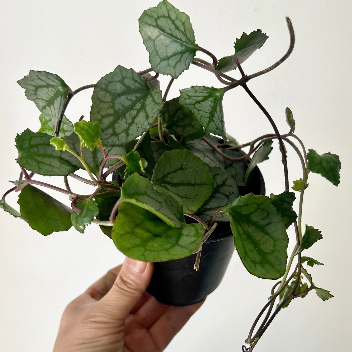 Rosary Heart Succulent (senecio mikanioides) 3.5" pot