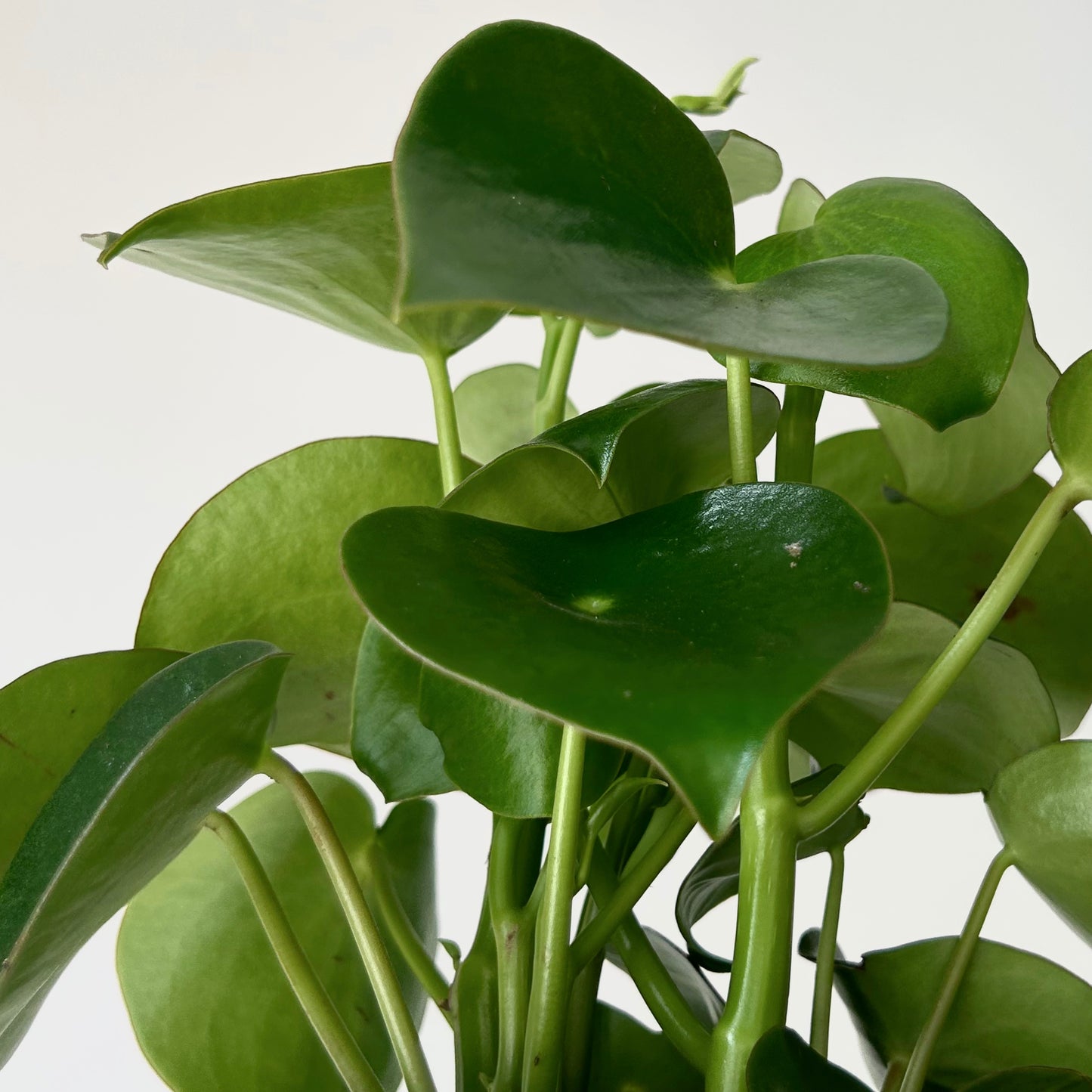 Peperomia “Raindrop” 6” pot