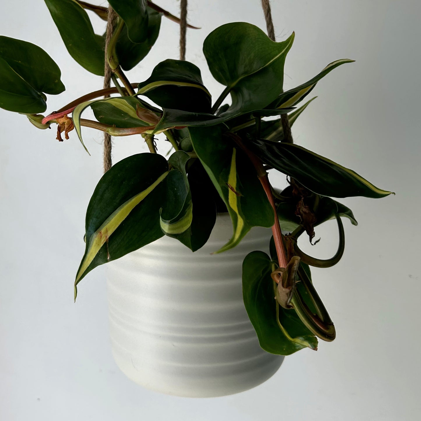 PASCAL Decorative Hanging Planter (5.5"x5”)