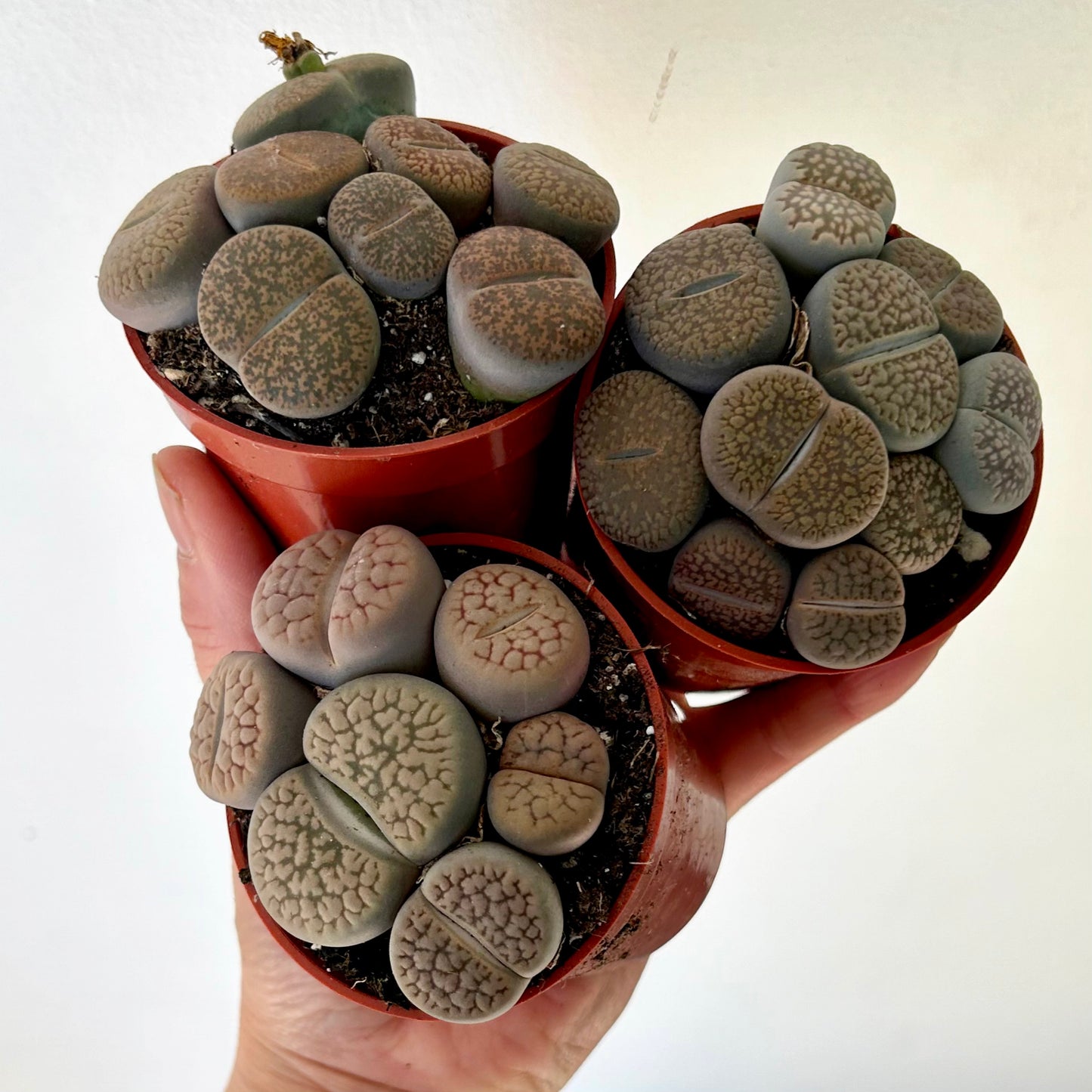 Living Stone Succulent (Lithops) 3" pot