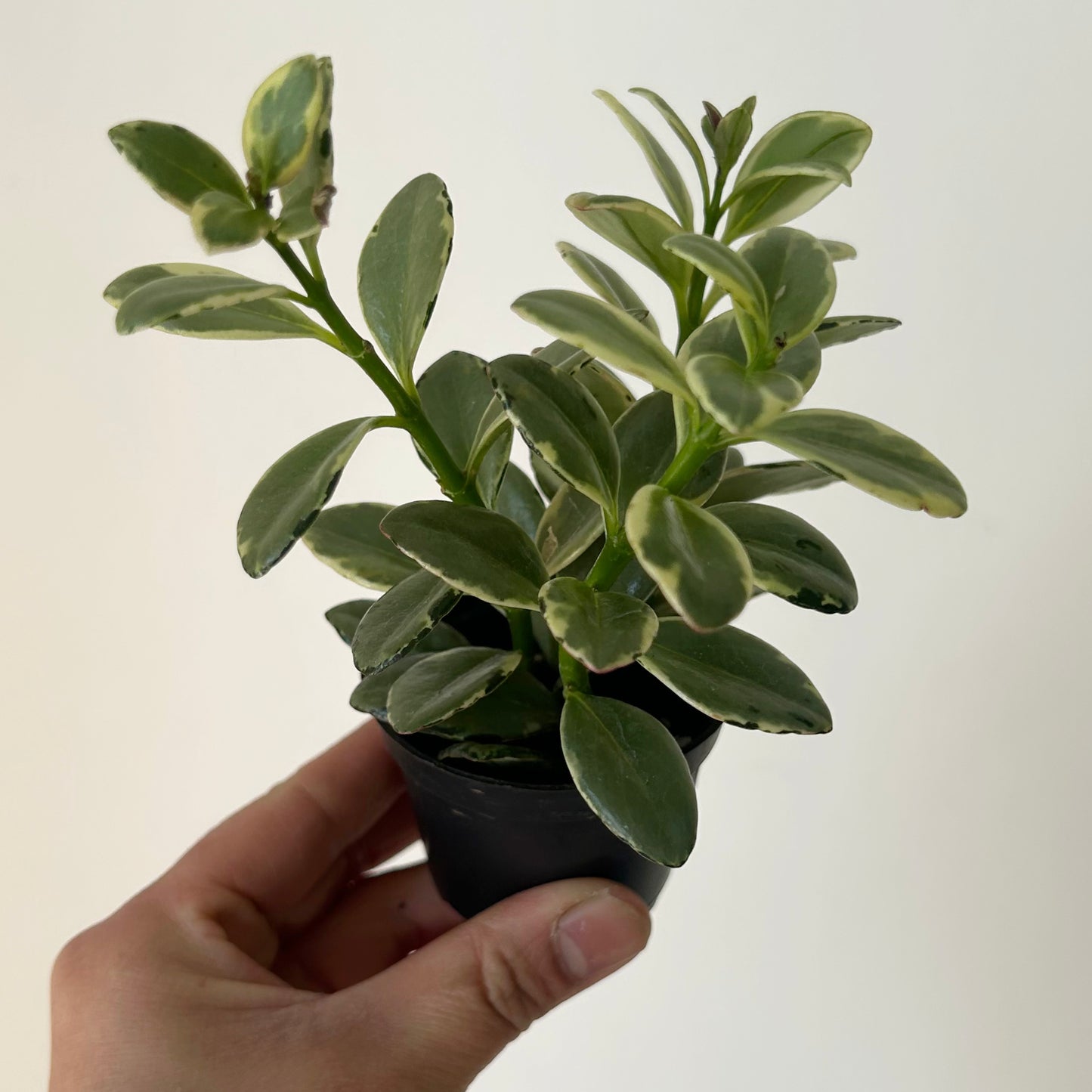 Goldfish Plant (Nematanthus) Variegated 2.5”pot