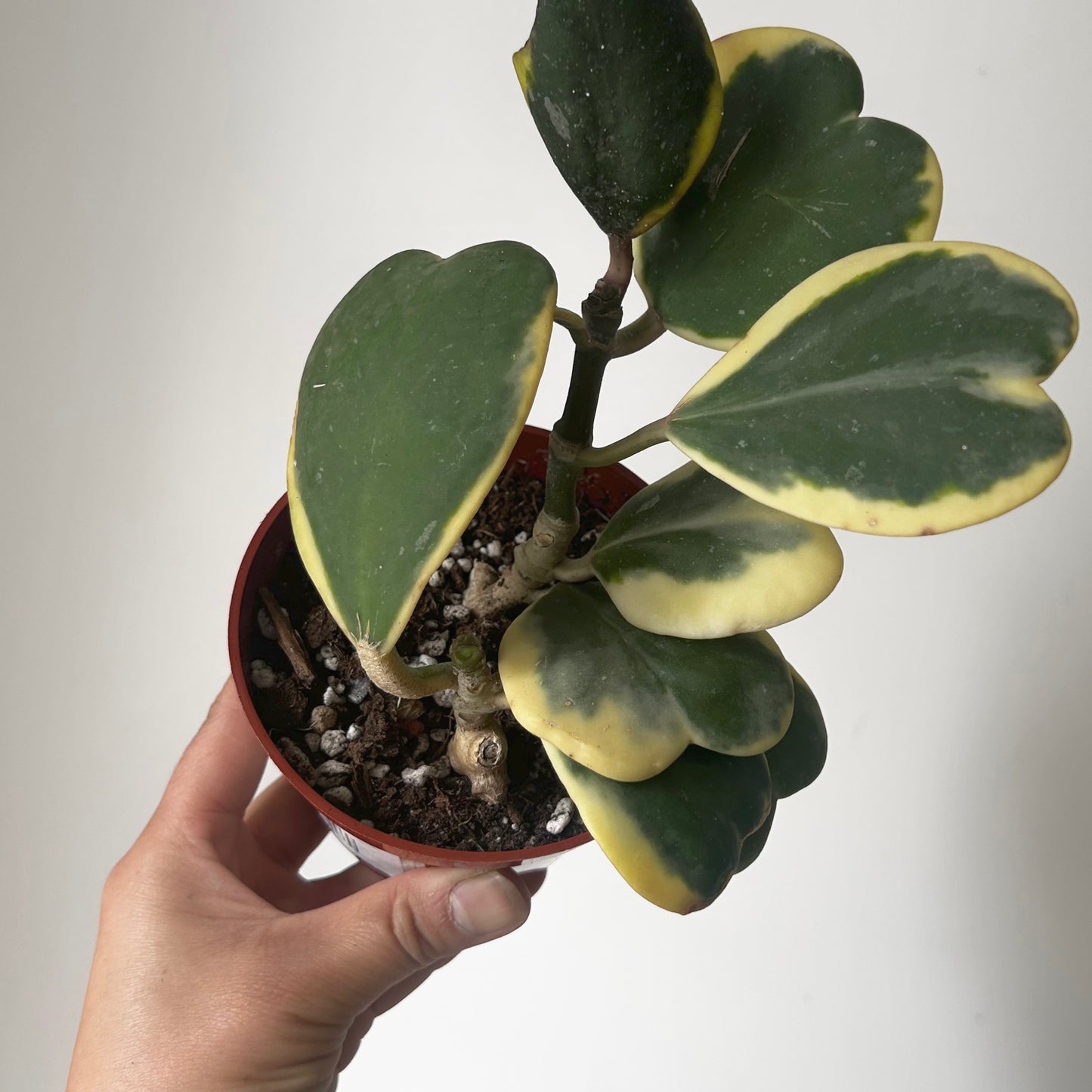 Variegated Sweetheart Hoya (Kerrii Var. Albomarginata) 4” pot