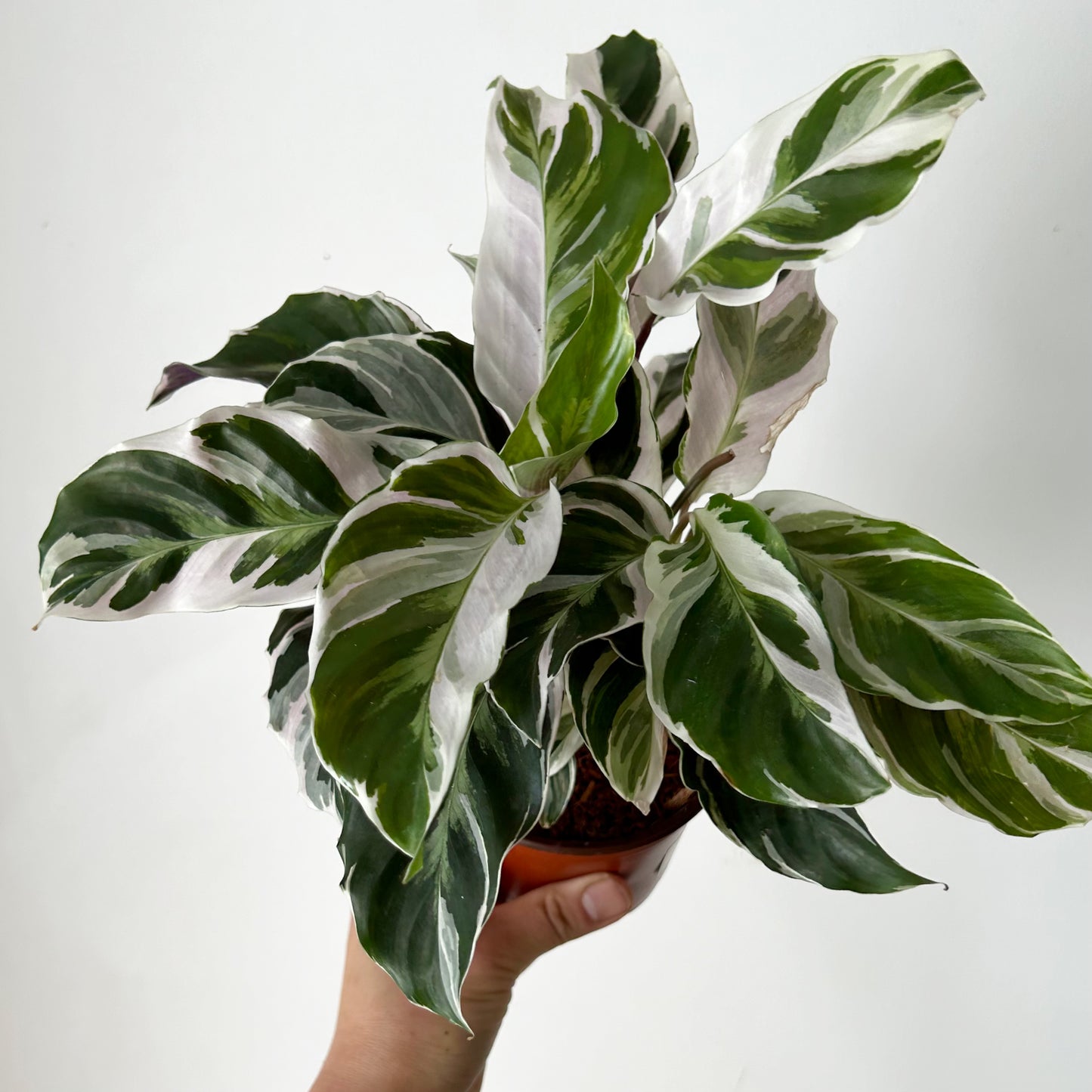 Calathea “White Fusion” 4”pot