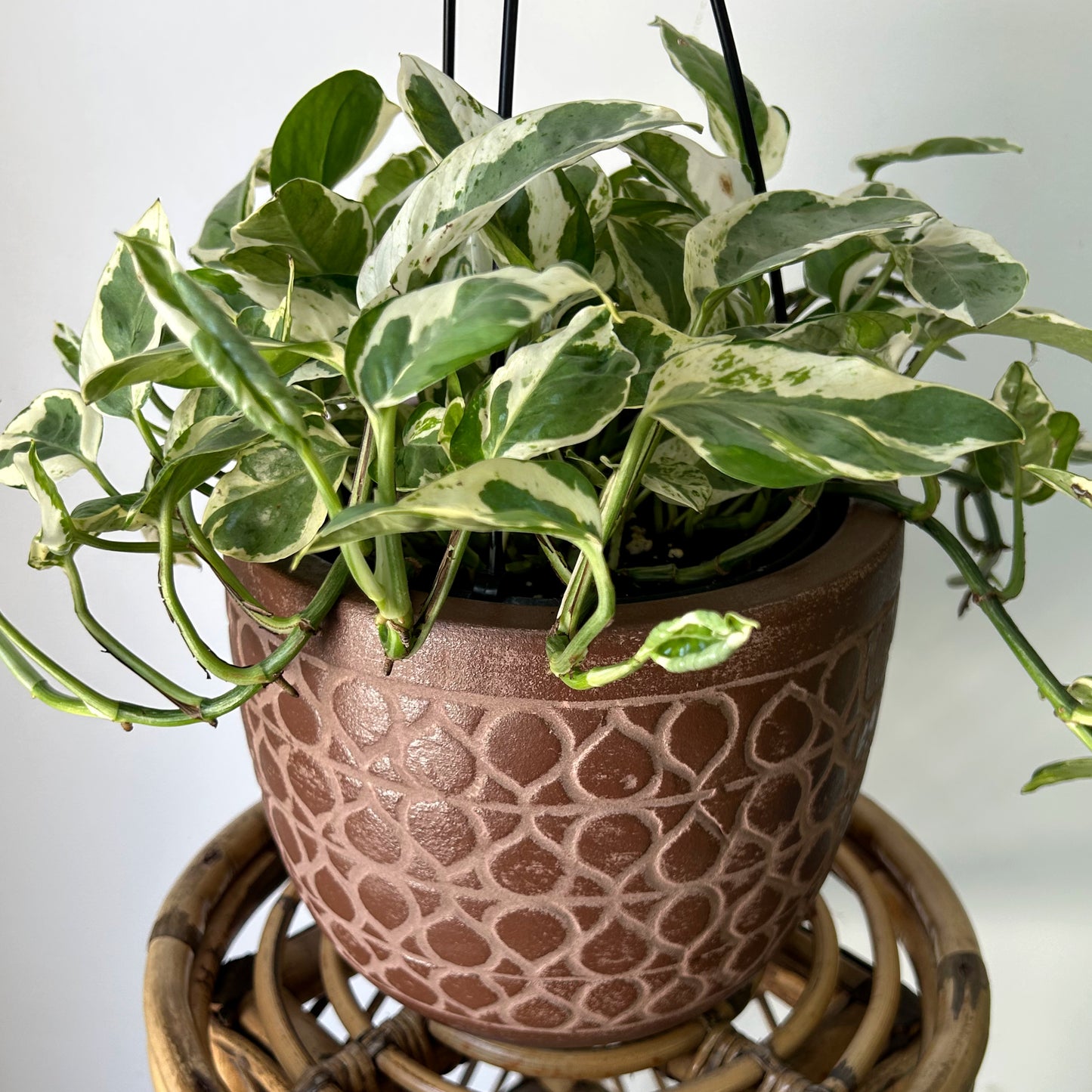 AVIVA Planter GARNET RED