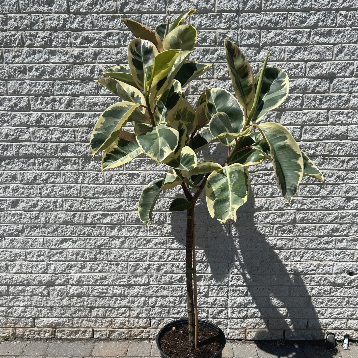 Ficus Elastica “Tineke” approximately 4ft tall in 10”pot