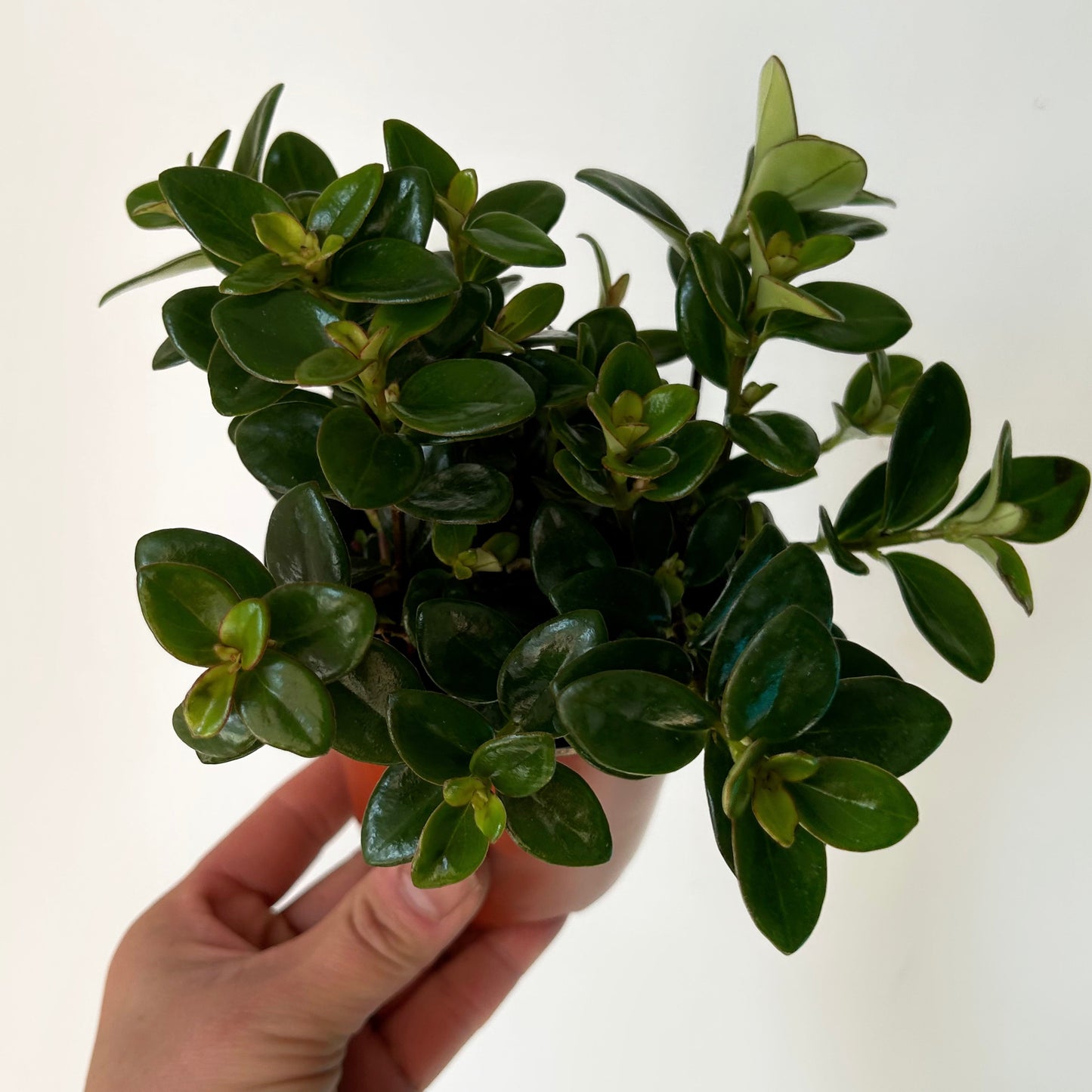 Goldfish Plant (Nematanthus) 3.5” pot
