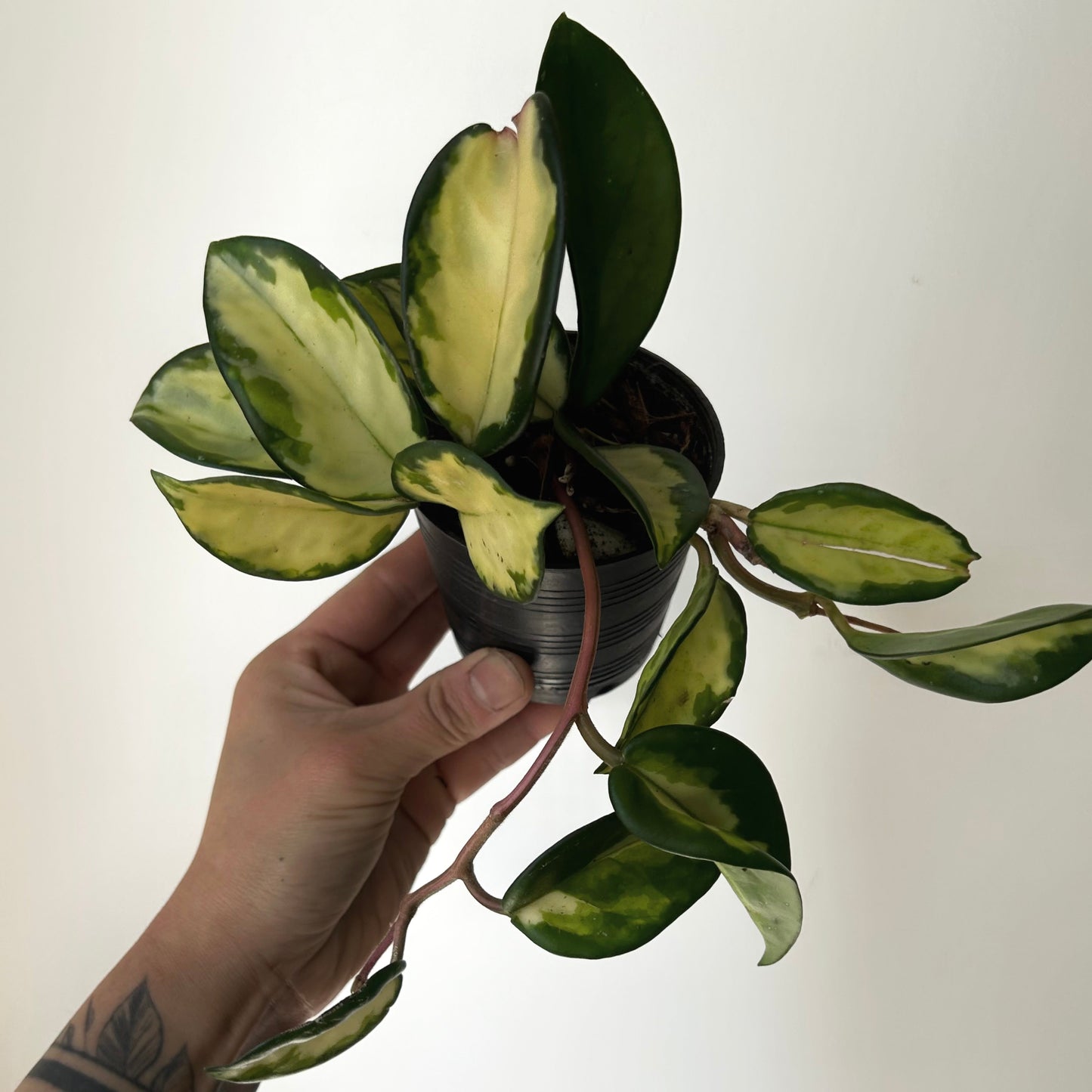 Hoya carnosa Tricolour “Krimson Princess” 3.5" pot
