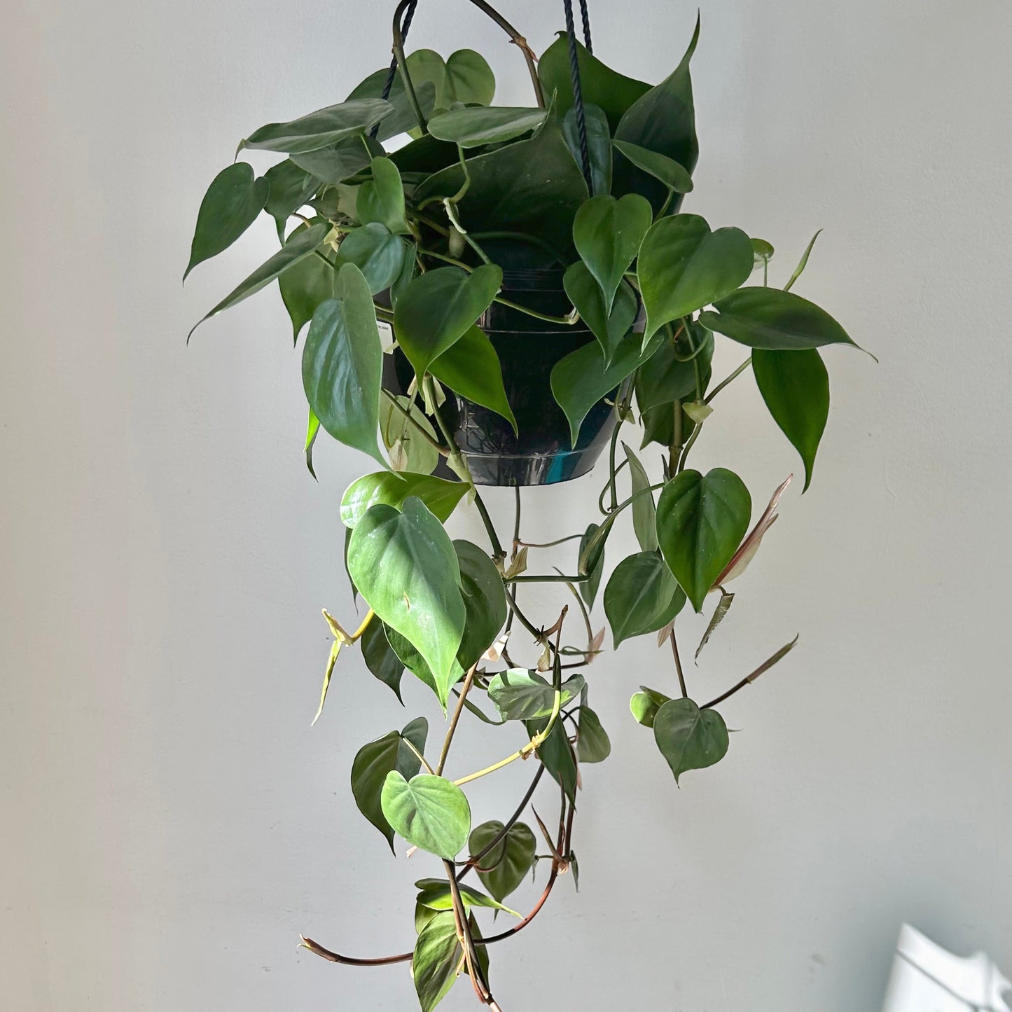 Philodendron Cordatum 8”hanging basket