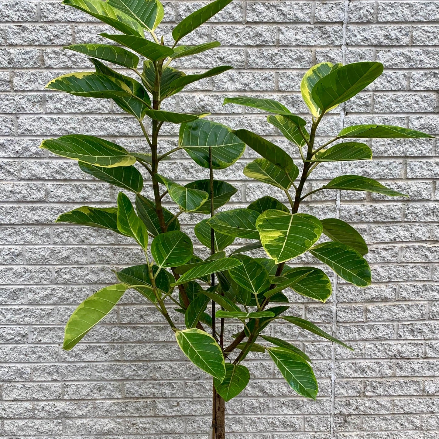 Ficus Altissima approximately 5ft tall 12” pot
