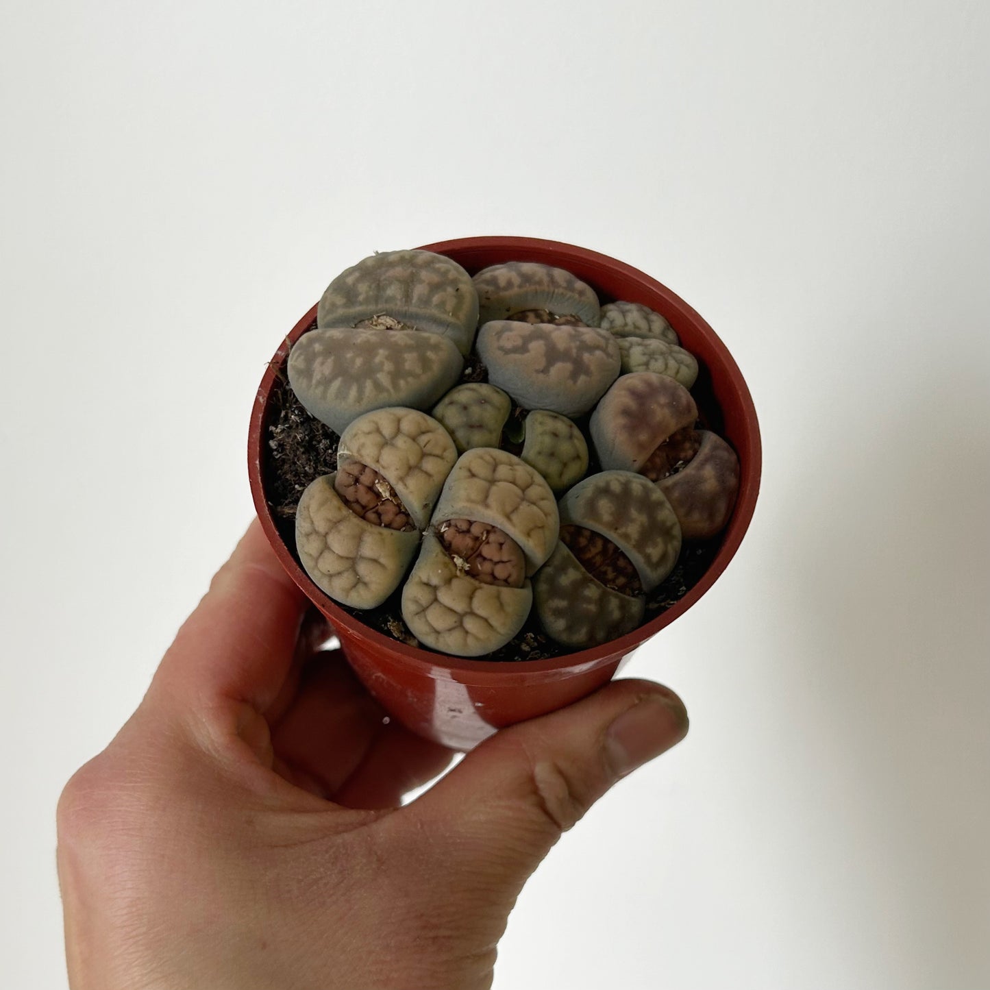 Living Stone Succulent (Lithops) 3" pot