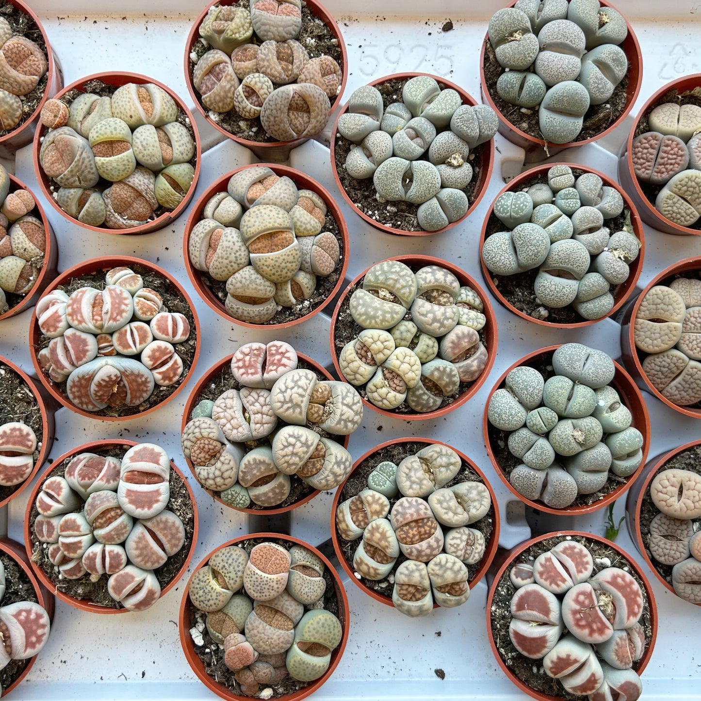 Living Stone Succulent (Lithops) 3" pot