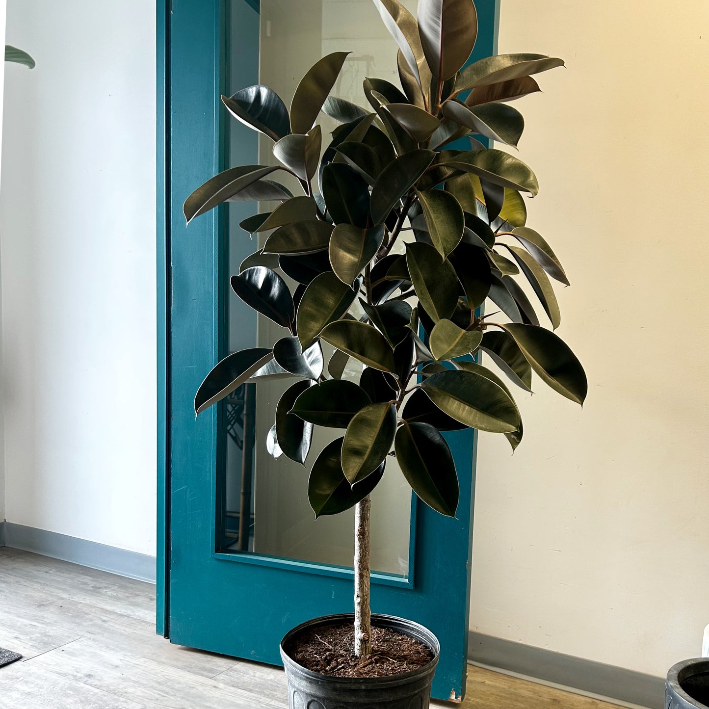 Burgundy Rubber Fig Tree (Ficus Elastica) approximately 5ft tall in 14”pot