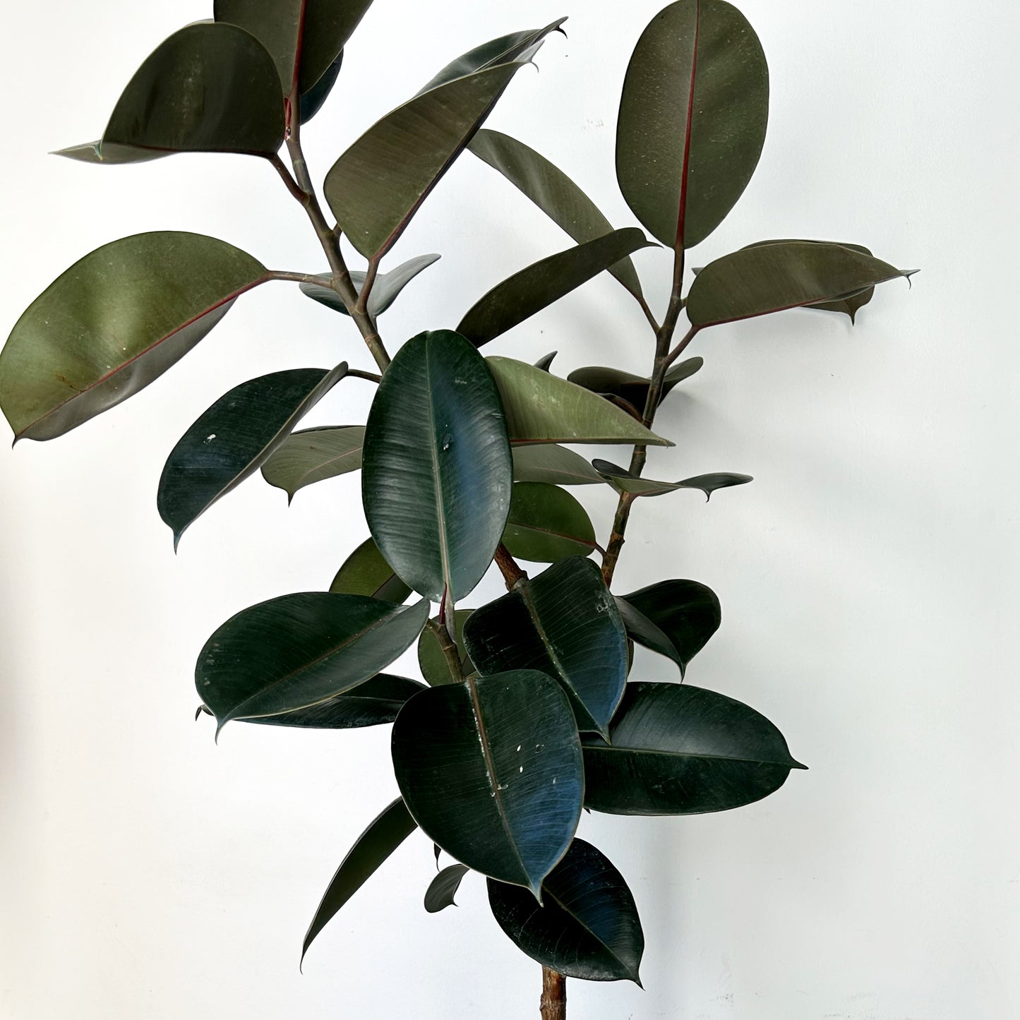 Burgundy Rubber Fig Tree (Ficus Elastica) 5ft tall in 12”pot