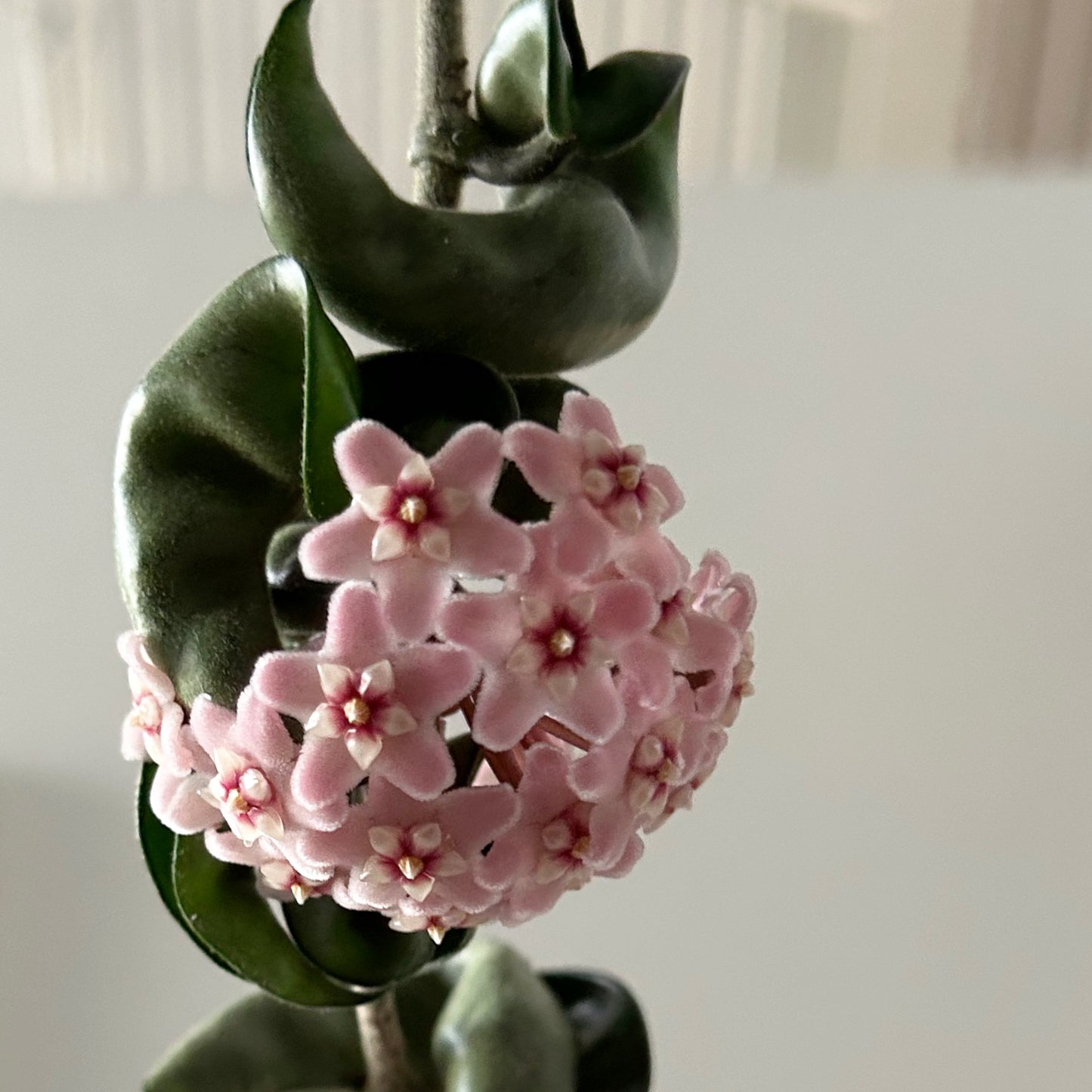 Rope Hoya (Carnosa compacta) 6”pot