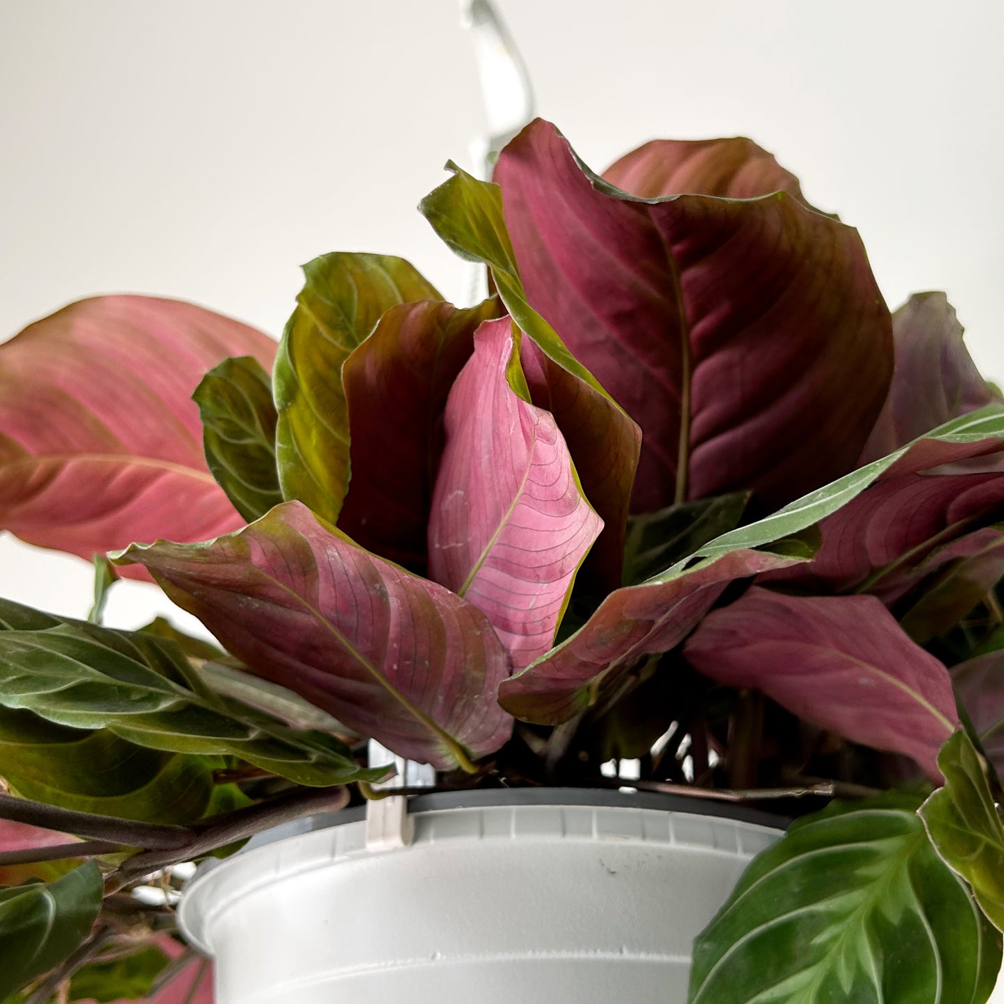 Maranta"Cat’s Moustache” 6” hanging basket