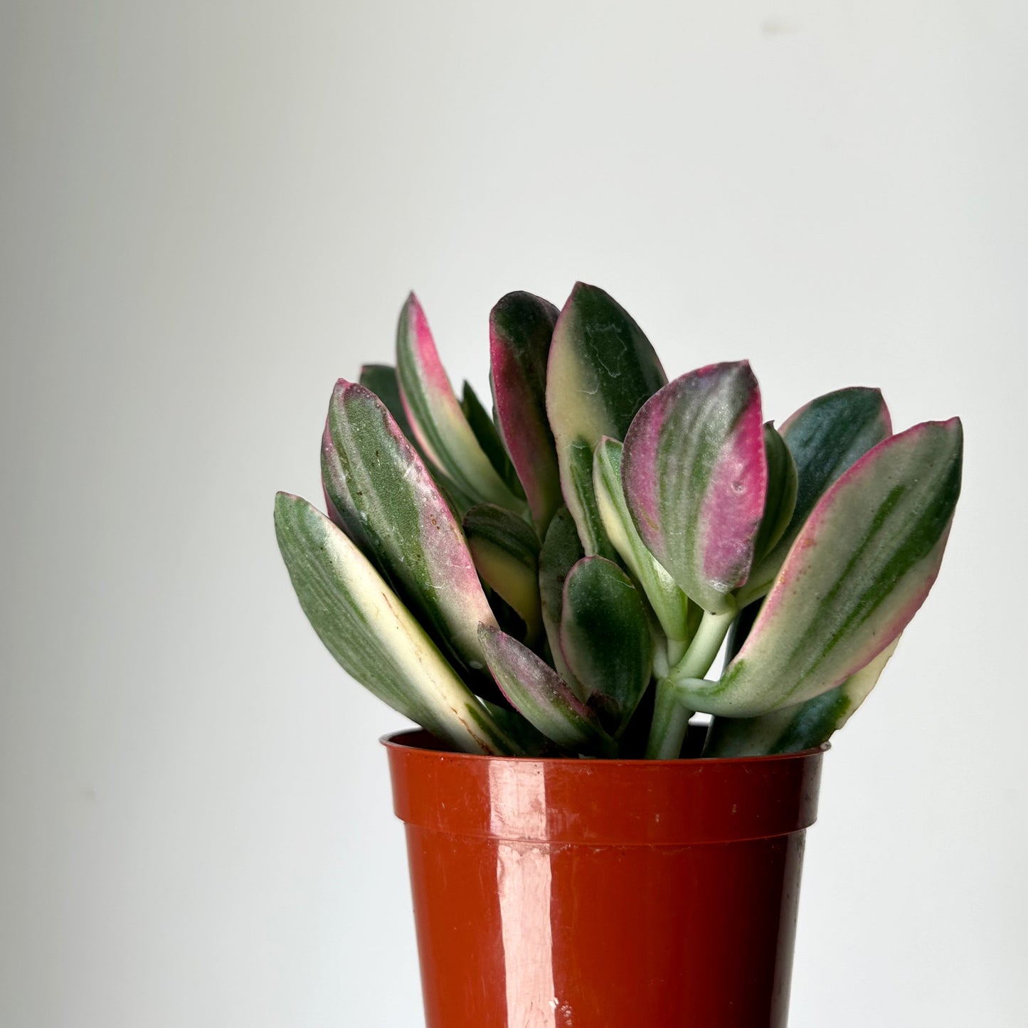 Variegated Jade Succulent (Crassula Ovata Tricolour) 3.5”pot