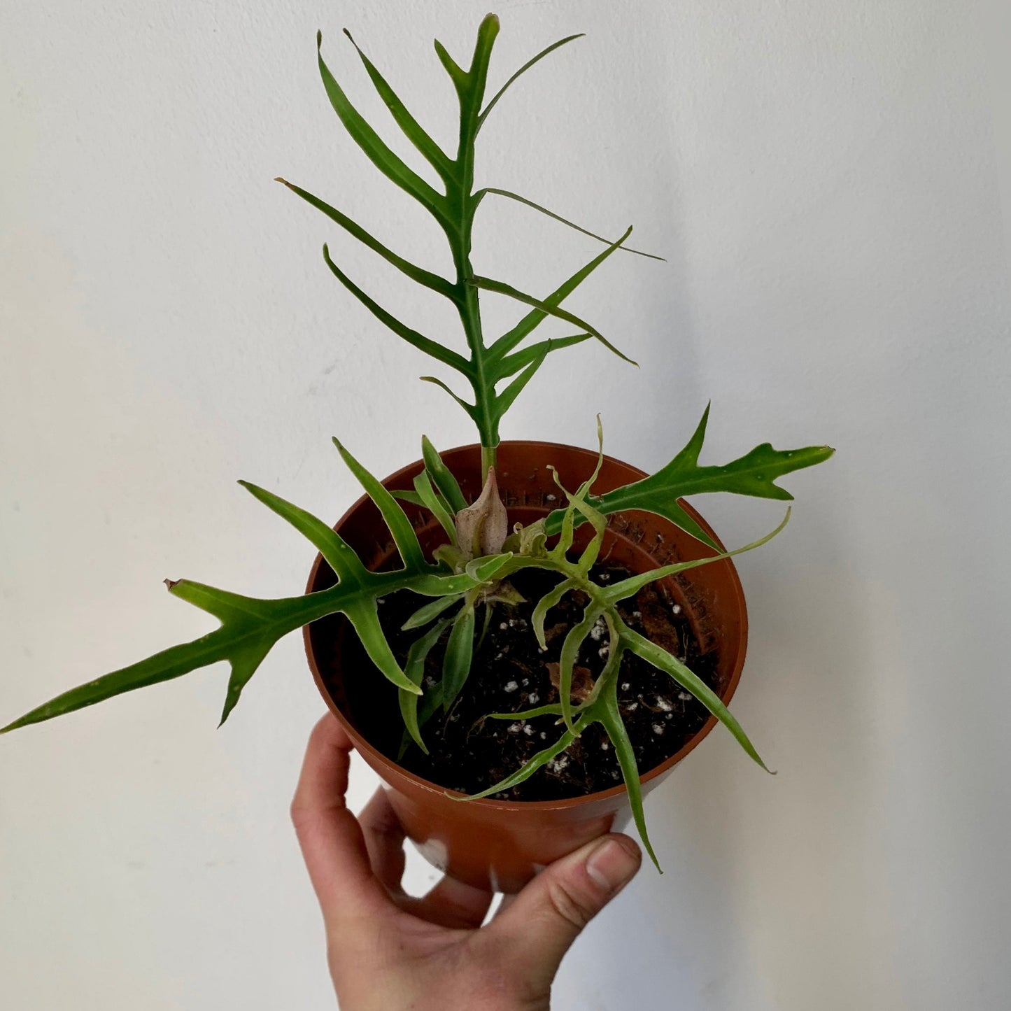 Philodendron Tortum 3.5”pot