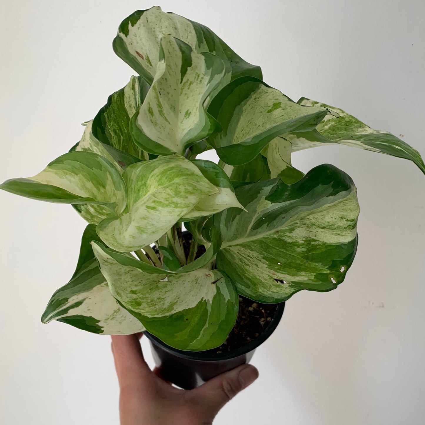 Manjula pothos 4”pot