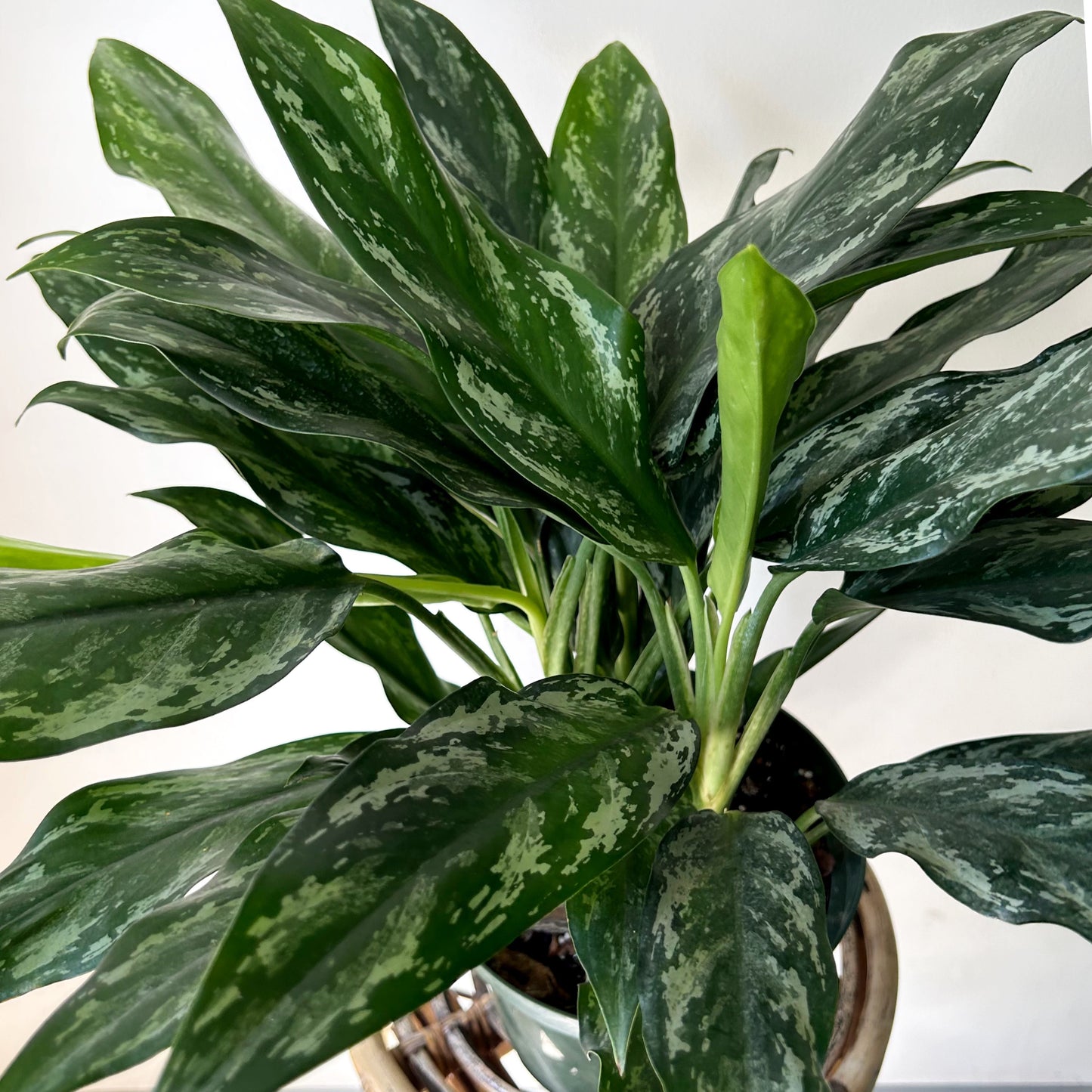 Aglaonema "Shades” 6”pot