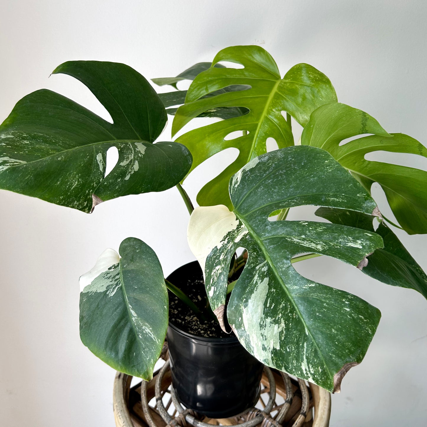 Monstera Albo Variegata 6”pot