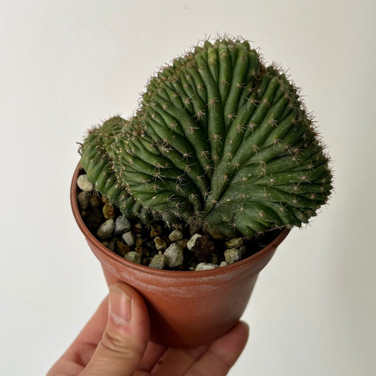 Crested San Pedro Cactus (Echinopsis pachanoi)  4”pot