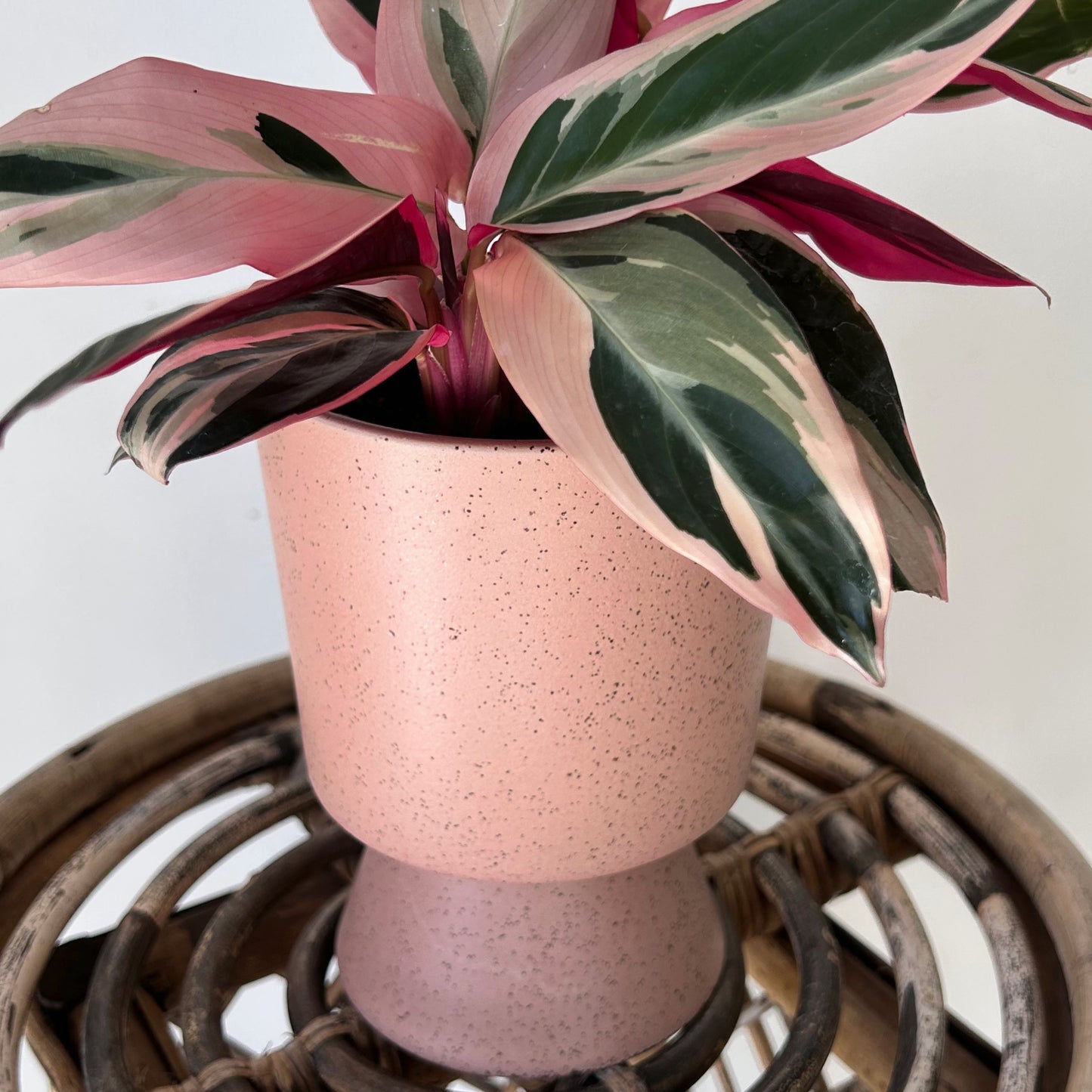 TARTE Footed Decorative Pot (4.25”x6”)