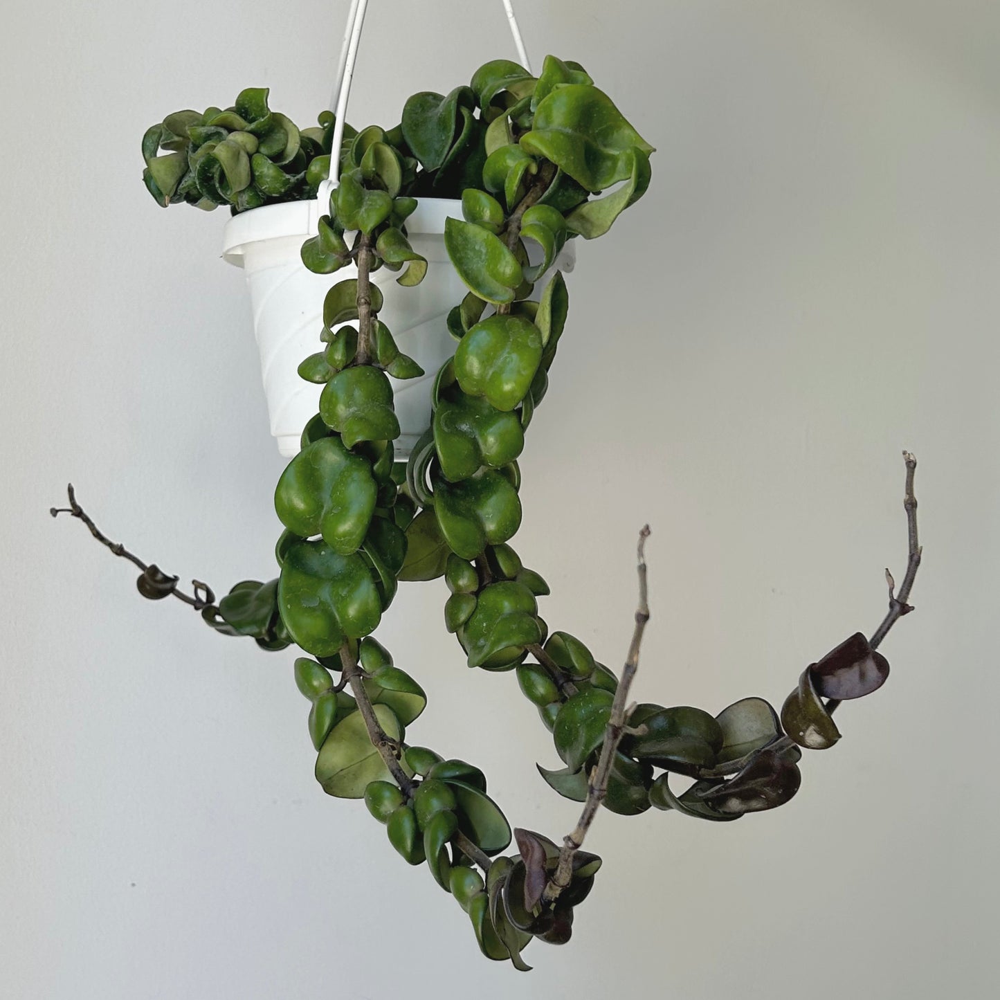 Rope Hoya (Carnosa compacta) 5” hanging basket