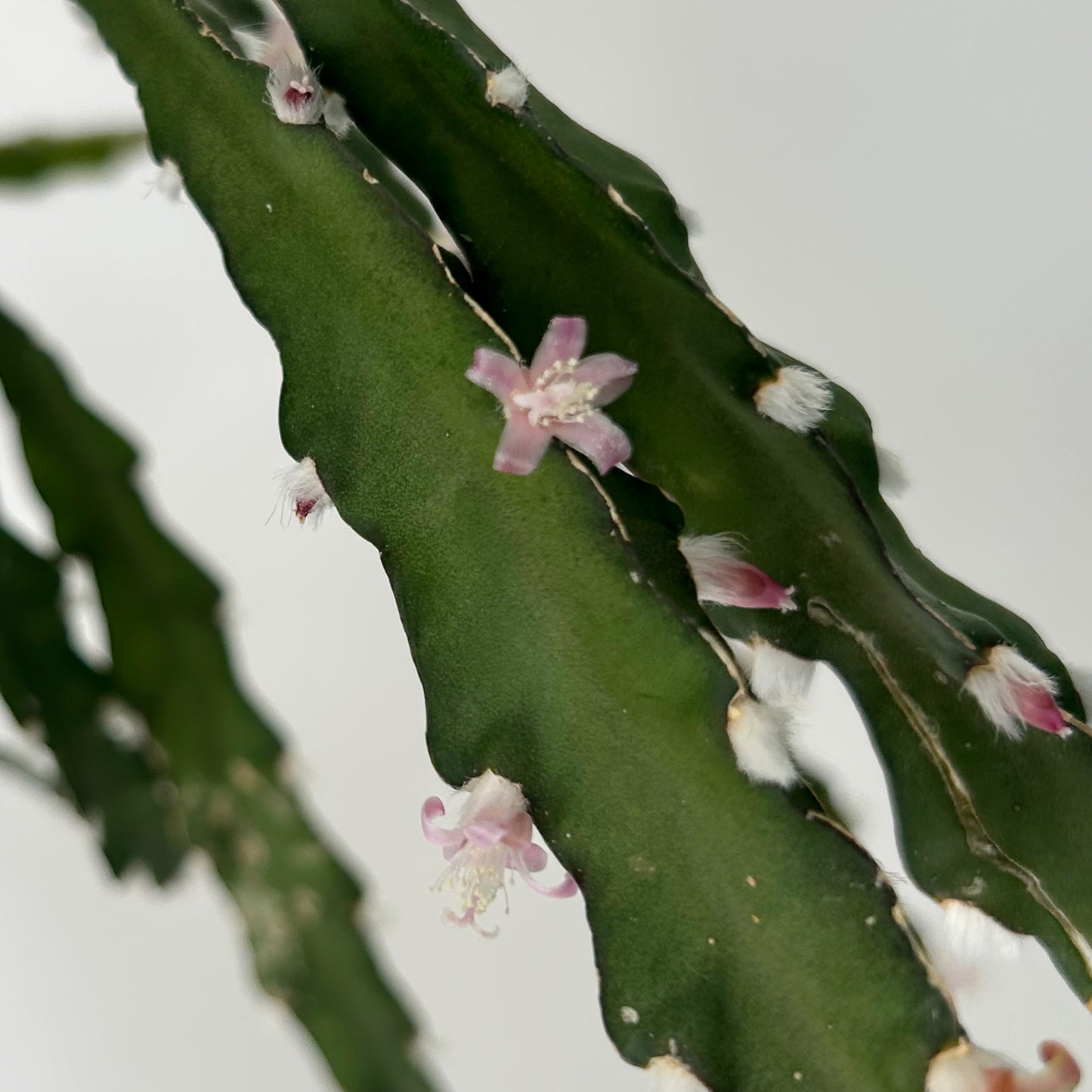 Hurricane Cactus (Lepismium cruciforme) 8” hanging basket