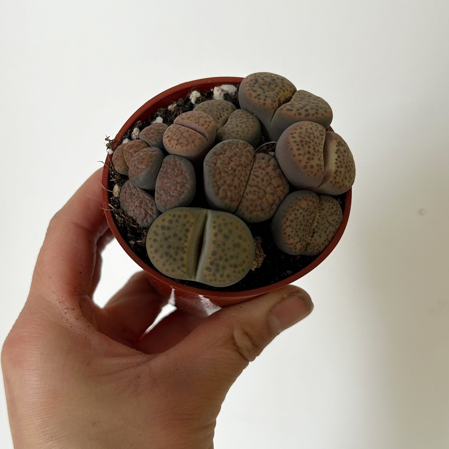 Living Stone Succulent (Lithops) 3" pot