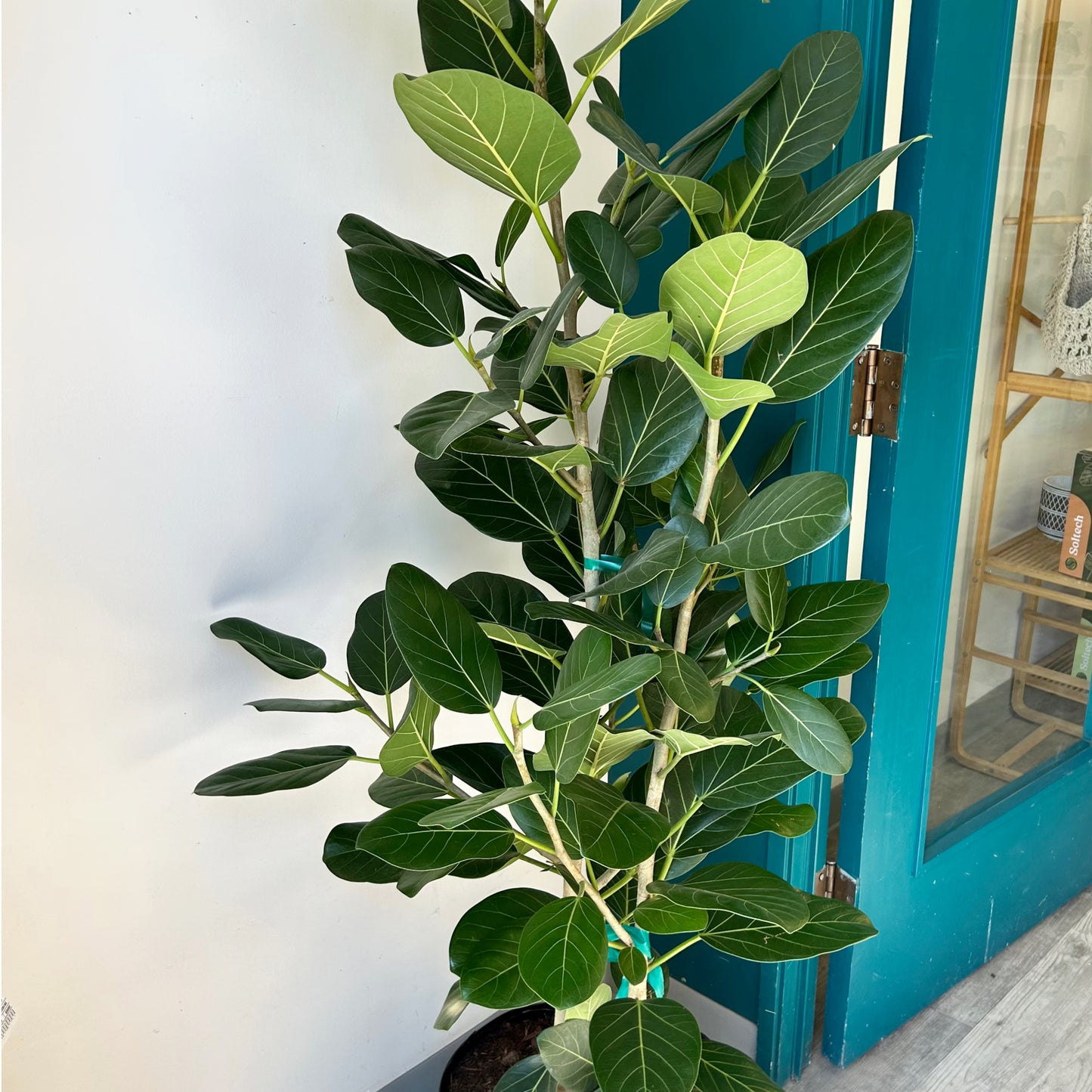 Ficus benghalensis “Audrey” Bush ( approximately 6ft tall) 14" pot