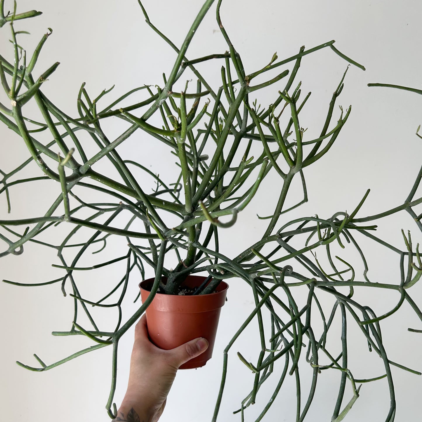 Pencil Cactus (Euphorbia tirucalli) 5”pot
