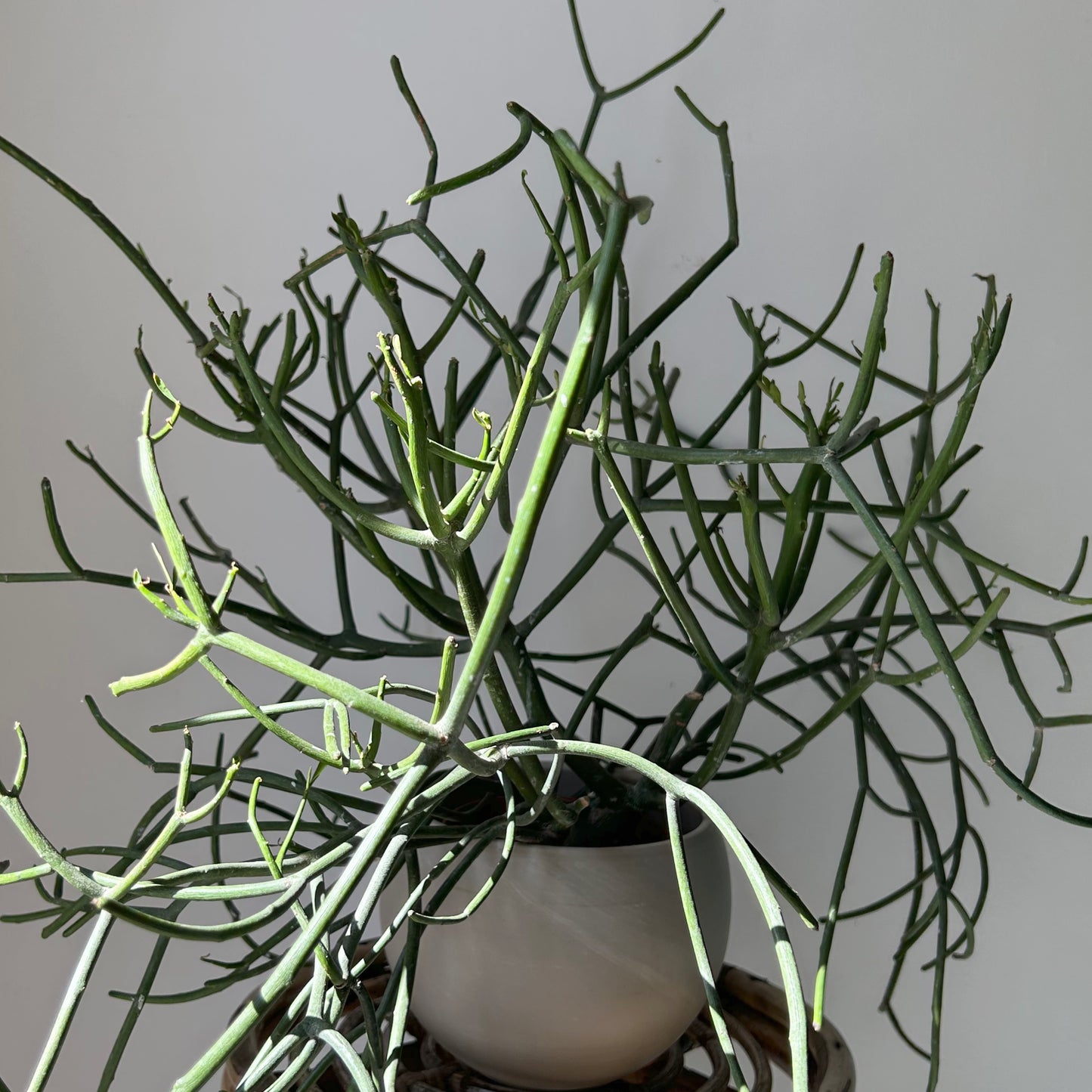 Pencil Cactus (Euphorbia tirucalli) 5”pot