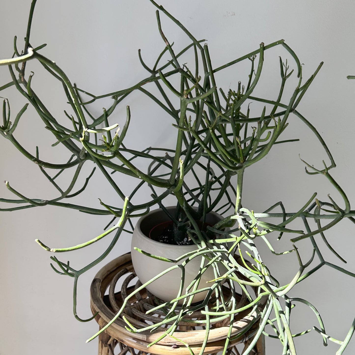 Pencil Cactus (Euphorbia tirucalli) 5”pot