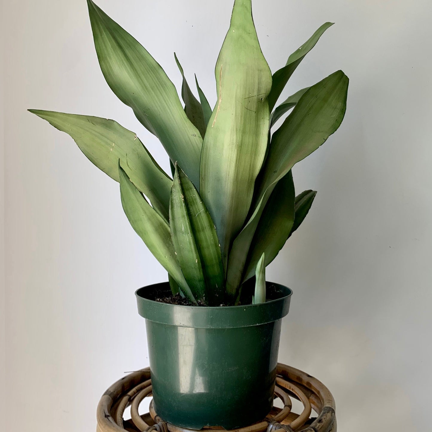 Sansevieria “Moonshine” 6” pot