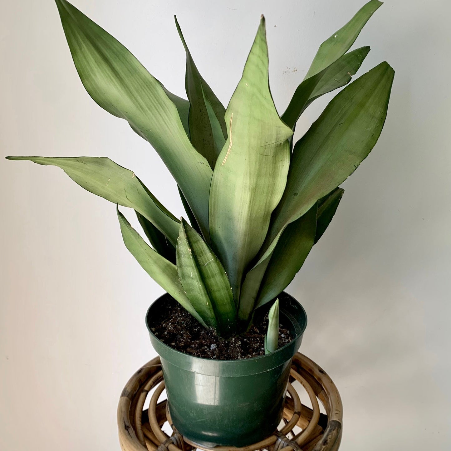 Sansevieria “Moonshine” 6” pot