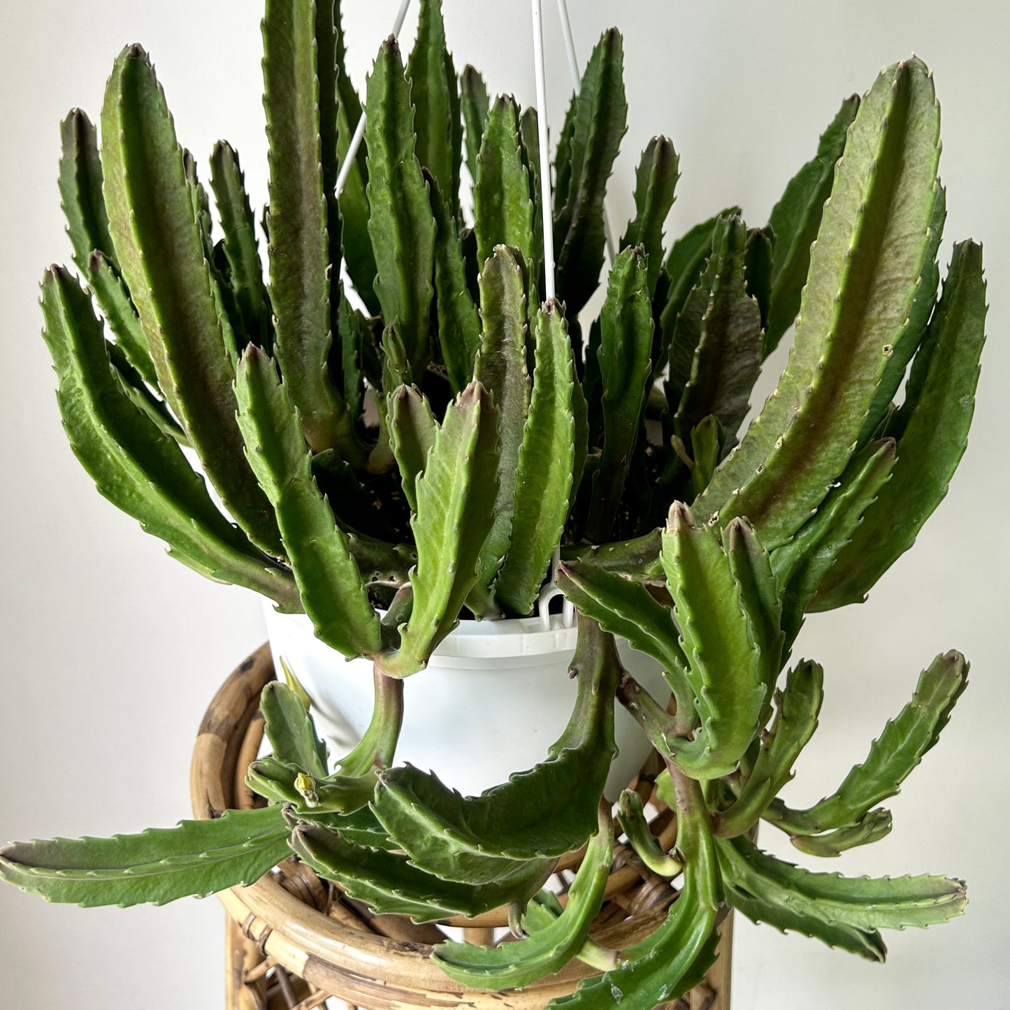 Stapelia 10”hanging basket