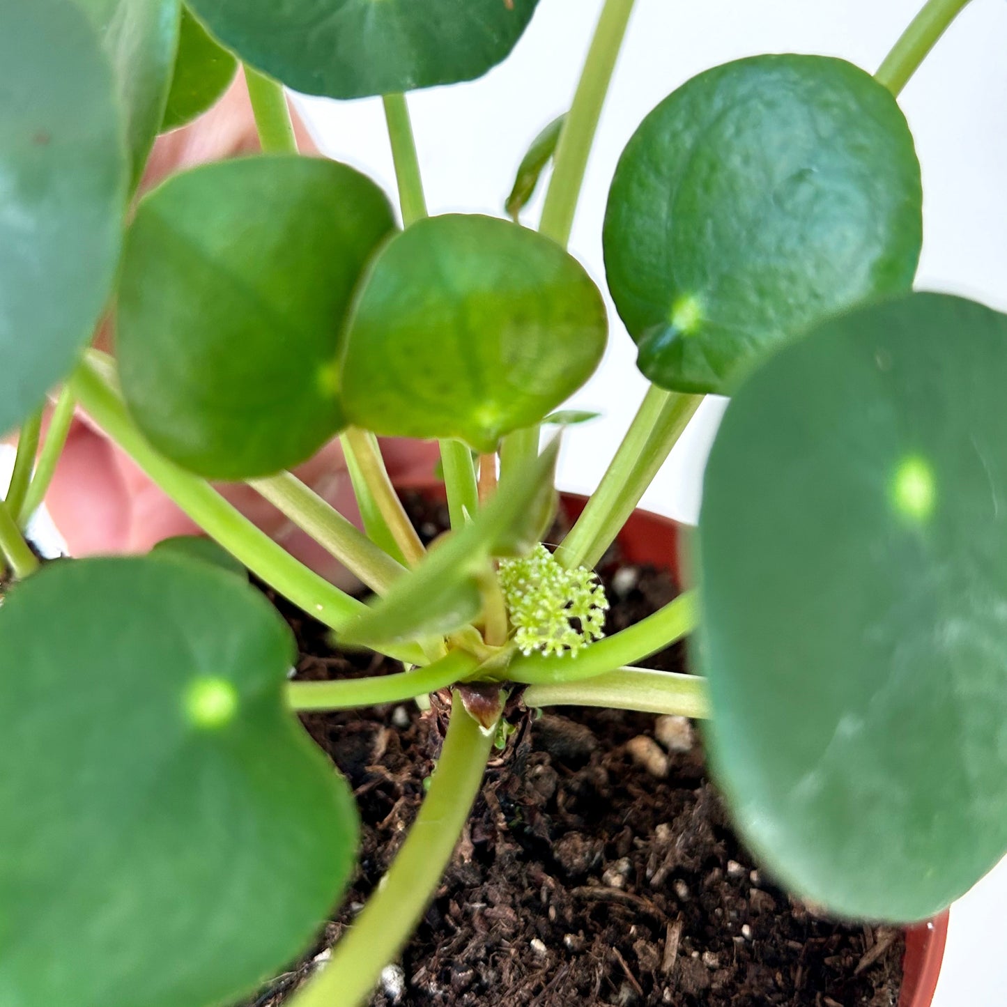 Chinese Money Plant (Pilea Peperomioides) 6”pot