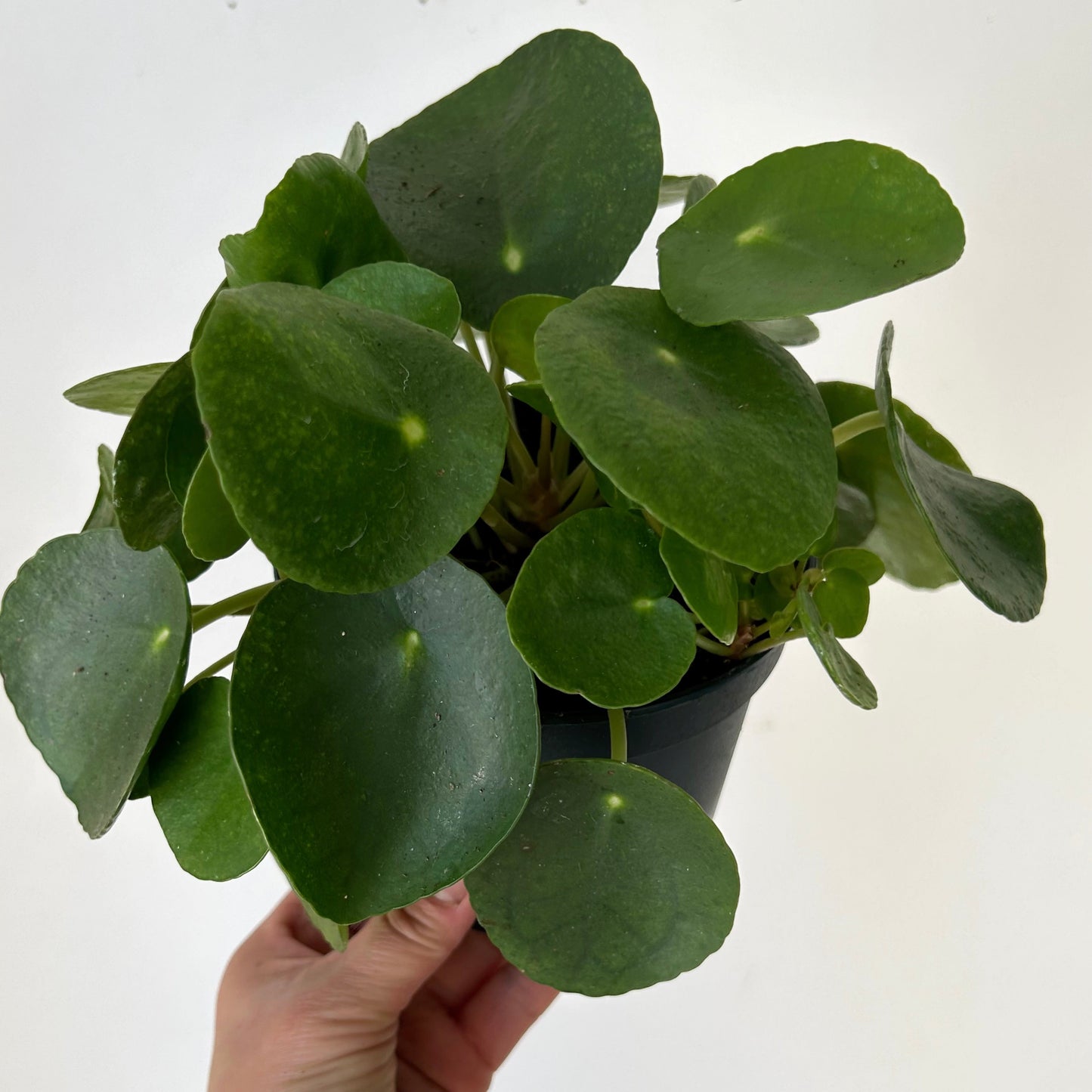 Chinese Money Plant (Pilea Peperomioides) 6”pot