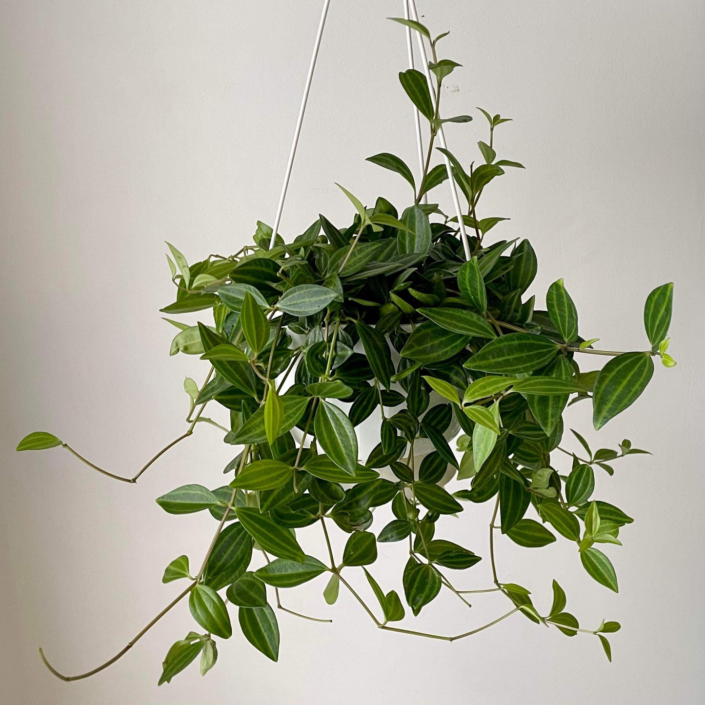Peperomia “Beetle” (Angulata) 6” hanging basket